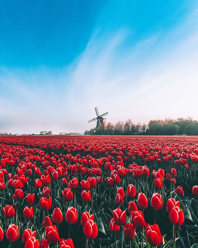 Tulpen Noord-Holland 6 - Mite Visuals.jpg