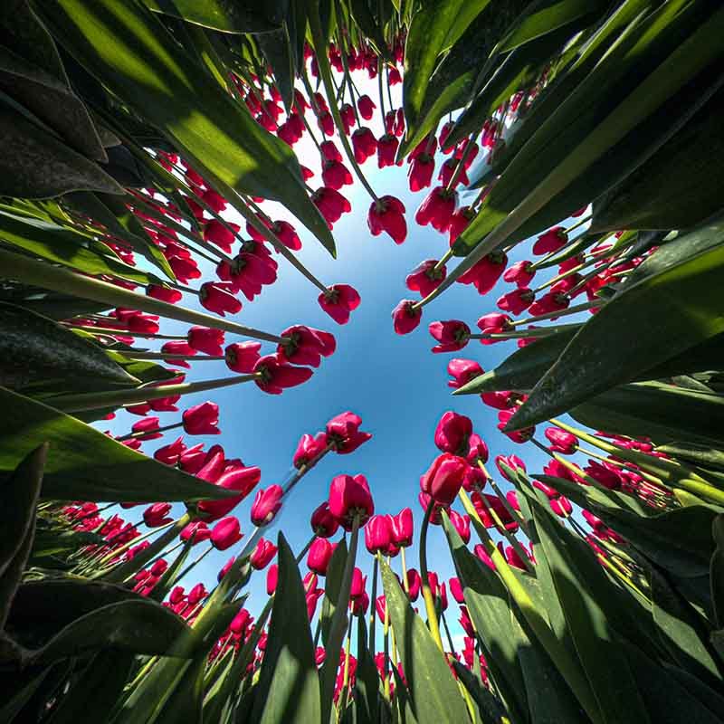 Tulpen Noord-Holland 3D - Mite Visuals.jpg