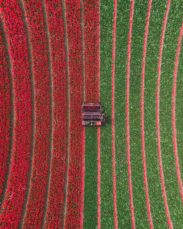Tulpen Noord-Holland 4 - Mite Visuals.jpg