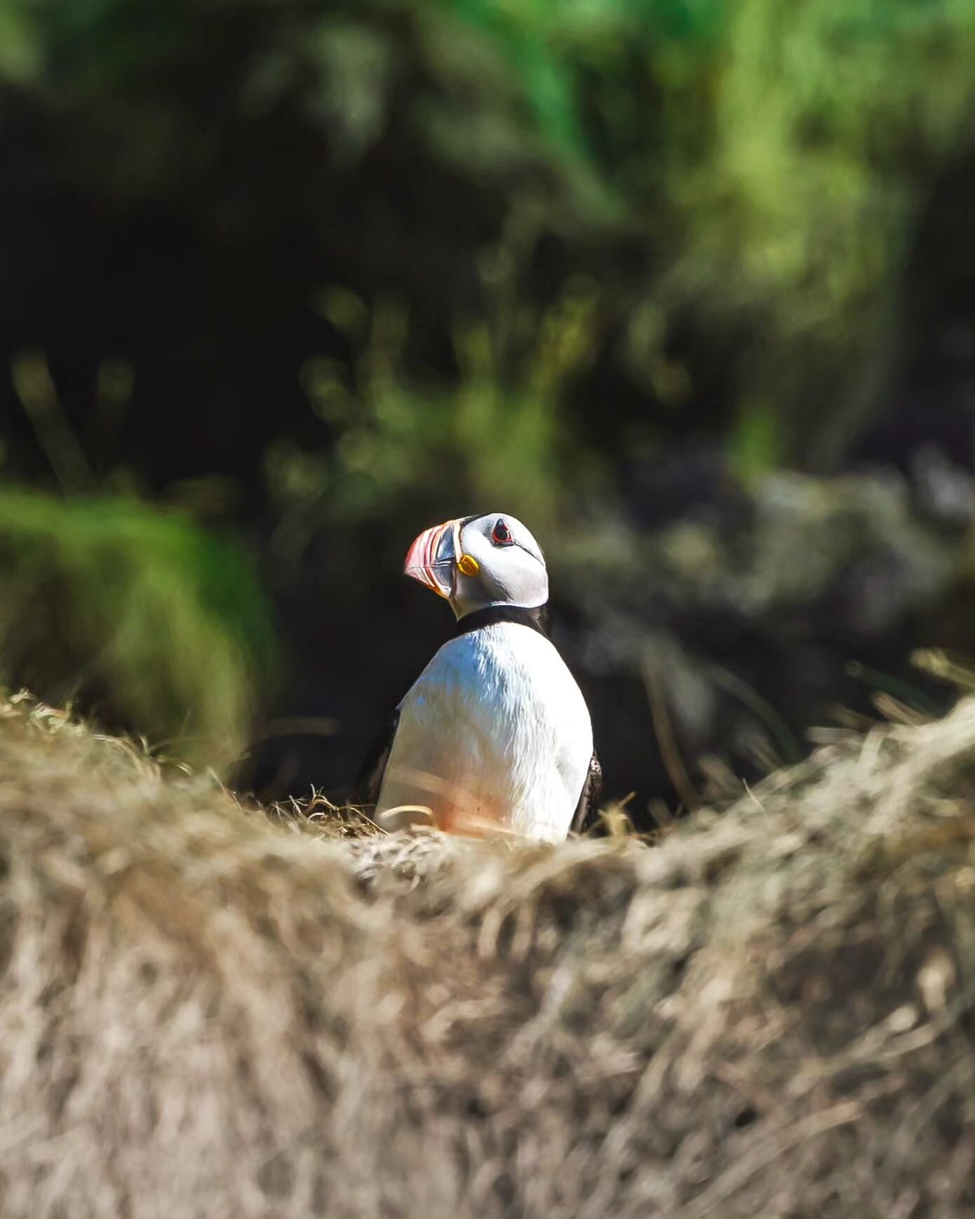 &bull; Locking eyes 👁️ I'm not much of a bird spotter but Puffins really do steal the show 😍⁠
⁠
👉🏻 Everything about Iceland in one place #mitevisuals_iceland 🇮🇸⁠
⁠
🙋🏼&zwj;♂️ Follow @mitevisuals for more⁠
⁠
&bull;⁠
&bull;⁠
&bull;⁠
#puffin #bir