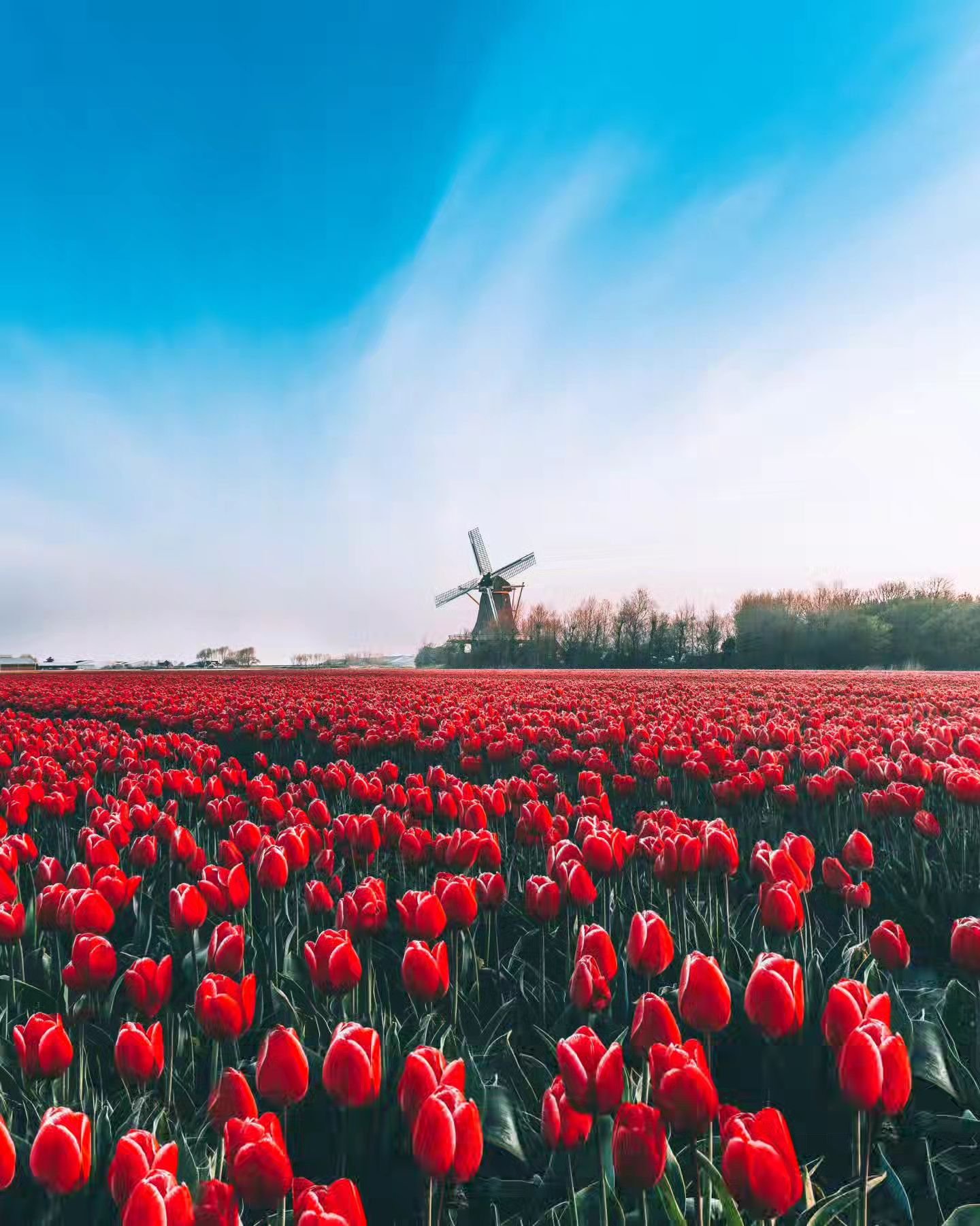 &bull; Classic Dutch landscape 😍🌷⁠
⁠
👉🏻 Everything about The Netherlands in one place #mitevisuals_netherlands 🇳🇱⁠
⁠
🙋🏼&zwj;♂️ Follow @mitevisuals for more⁠

&bull;⁠
&bull;⁠
&bull;⁠
#tulips #spring #holland #keukenhof #tourism #flowers #visit