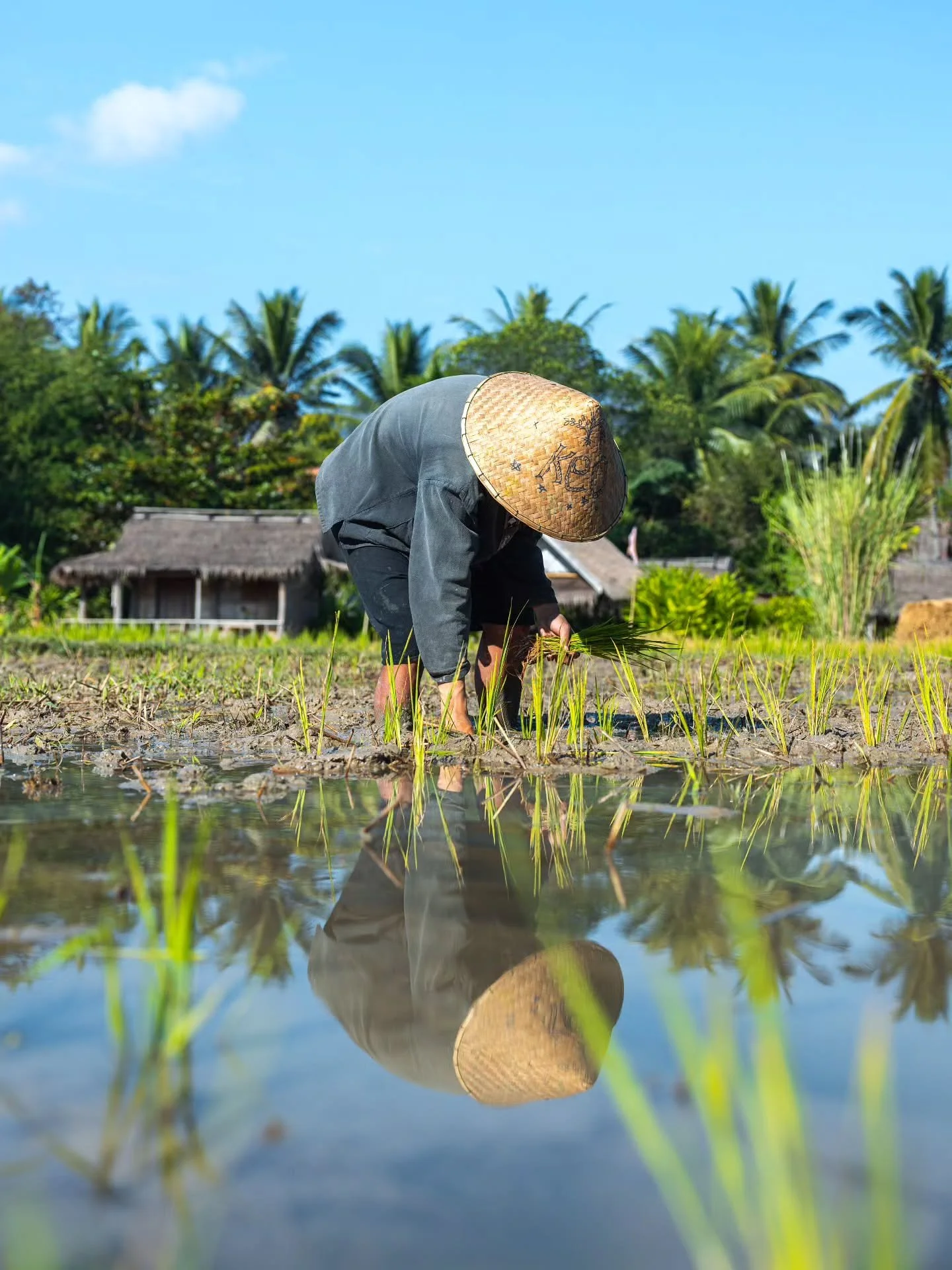 Rice harvesting in Laos 🌾⁠
⁠
👉🏻 Everything about Laos in one place #mitevisuals_laos 🇱🇦⁠
⁠
🙋🏼&zwj;♂️ Follow @mitevisuals for more⁠ ⁠
⁠
&bull;⁠
&bull;⁠
&bull;⁠⁠
#rice #ricepaddy #ricefields #agriculture #farming #asia #travel #discovery #nature