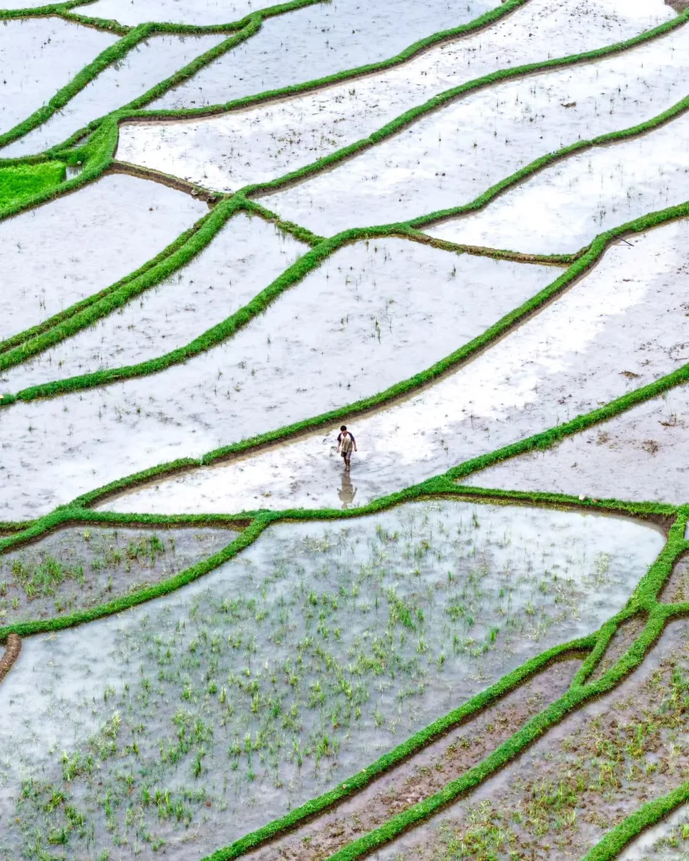 Strolling through the rice fields at Mount Rinjani, Lombok 🌾⁠
⁠
🙋🏼&zwj;♂️ Follow @mitevisuals for more⁠ ⁠
⁠
#agriculture #ricefields #drone #lombok #rinjani