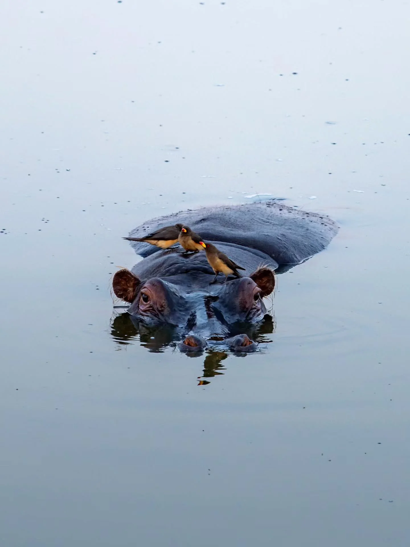 Patiently watching 🦛 ⁠
⁠
🙋🏼&zwj;♂️ Follow @mitevisuals for more⁠ ⁠
⁠
#zimbabwe #hippo #hippopotamus #animals #africa