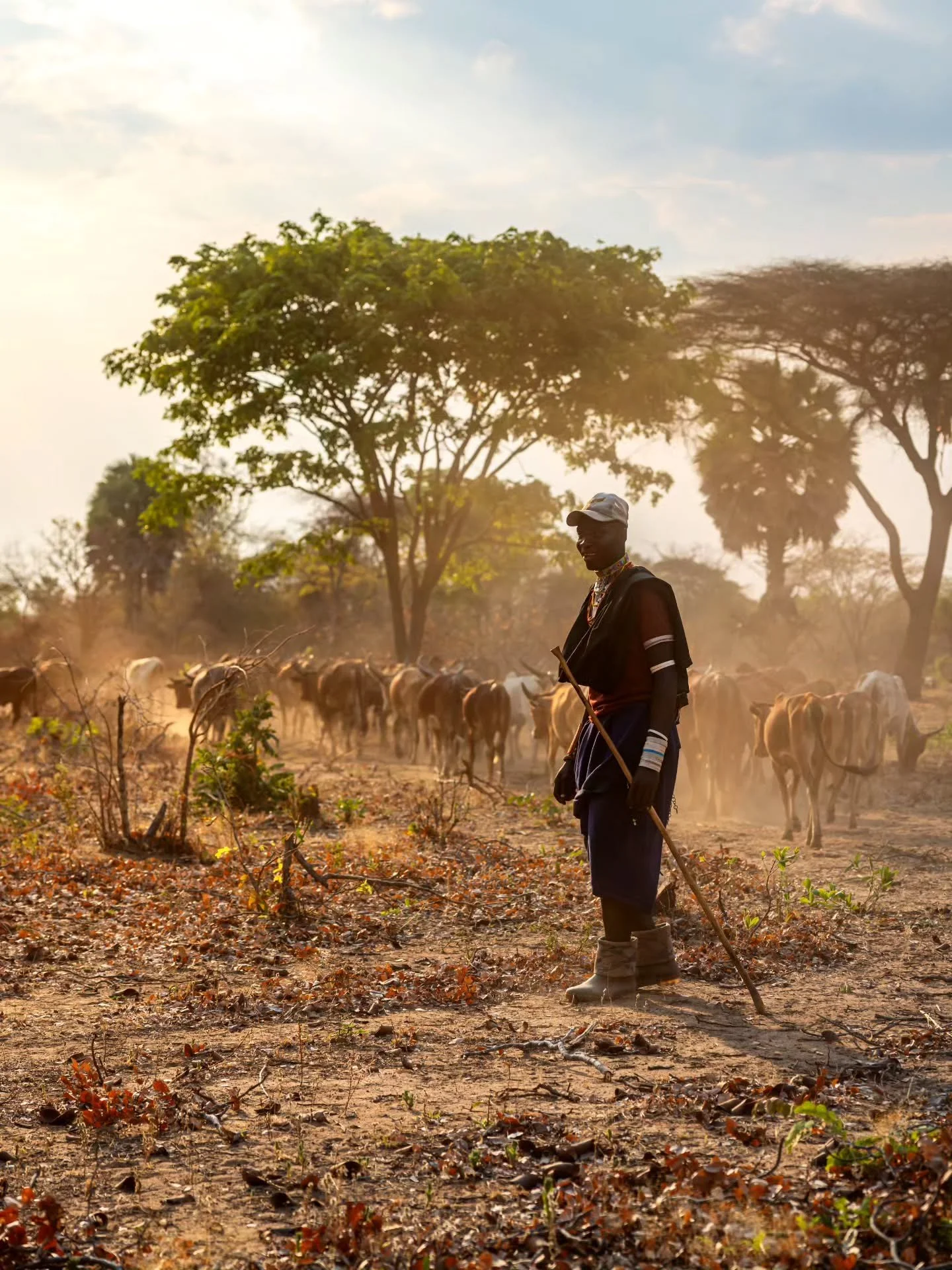 Leading the cattle back home at sunset 🇹🇿⁠ 
⁠
🙋🏼&zwj;♂️ Follow @mitevisuals for more⁠ ⁠
⁠
#tanzania #maasai #africa #livestock #farmer