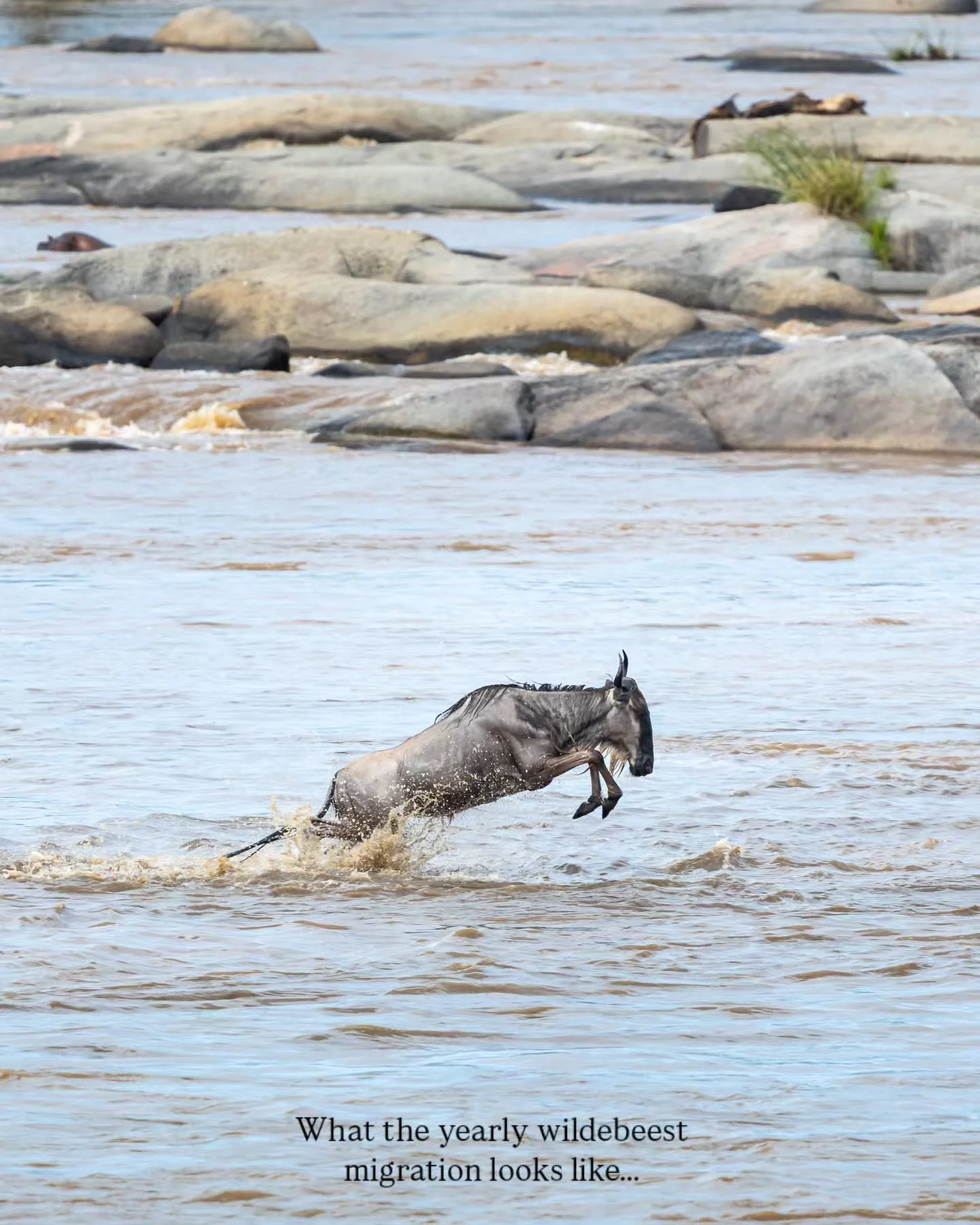Trembling grounds and splashing waters, the yearly migration of Wildebeest unfolded right in front of our eyes in Tanzania. Some were snatched by crocodiles, others trembled by one another, but most made it safely to the other side. It's a stunning a