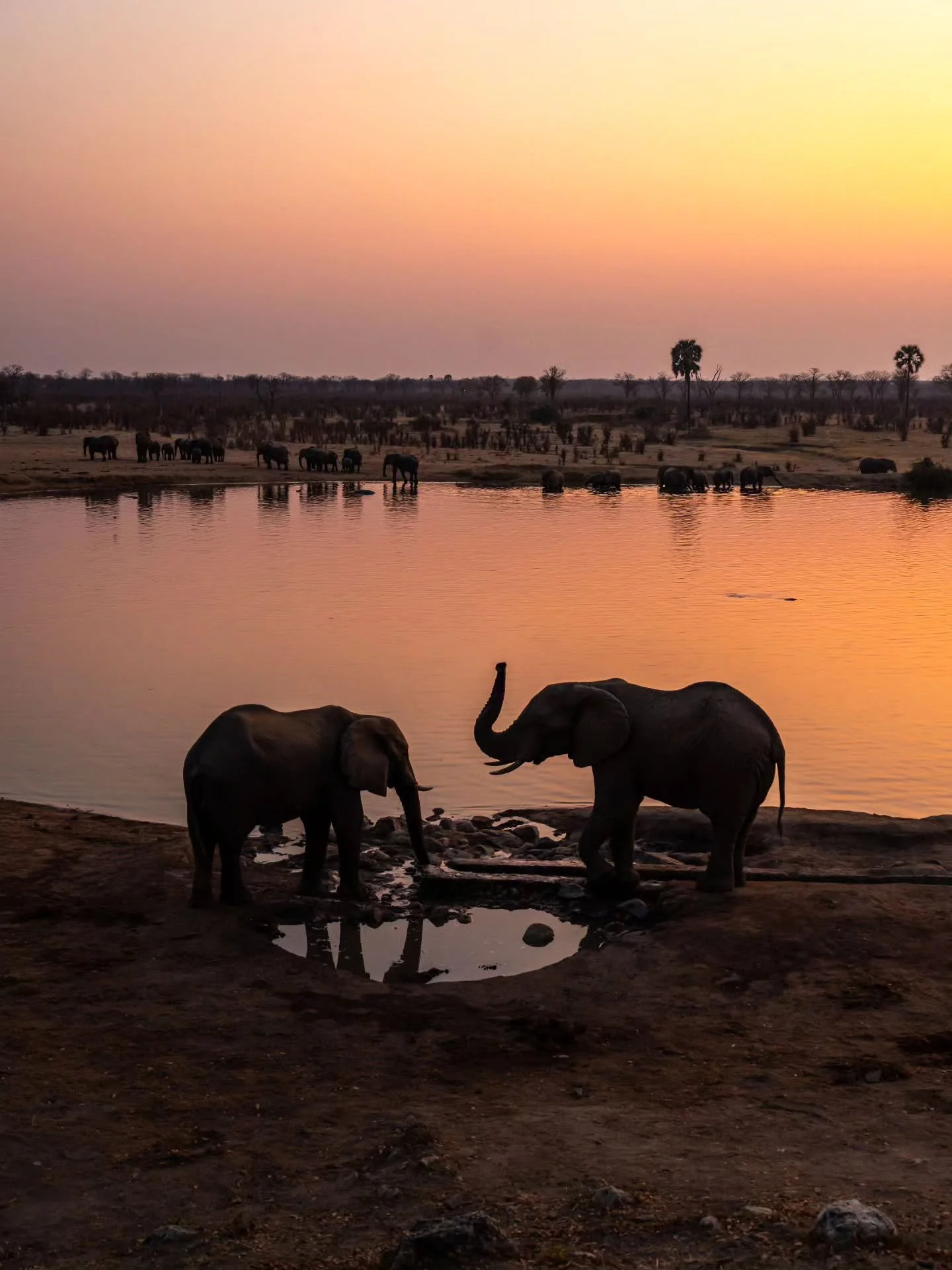 At dusk or dawn, elephants make their way to the water to still their thirst and to cool down. They instinctively choose these times to avoid predators, socialize and take advantage of the cooler temperatures to regulate their bodies 🐘 So make sure 