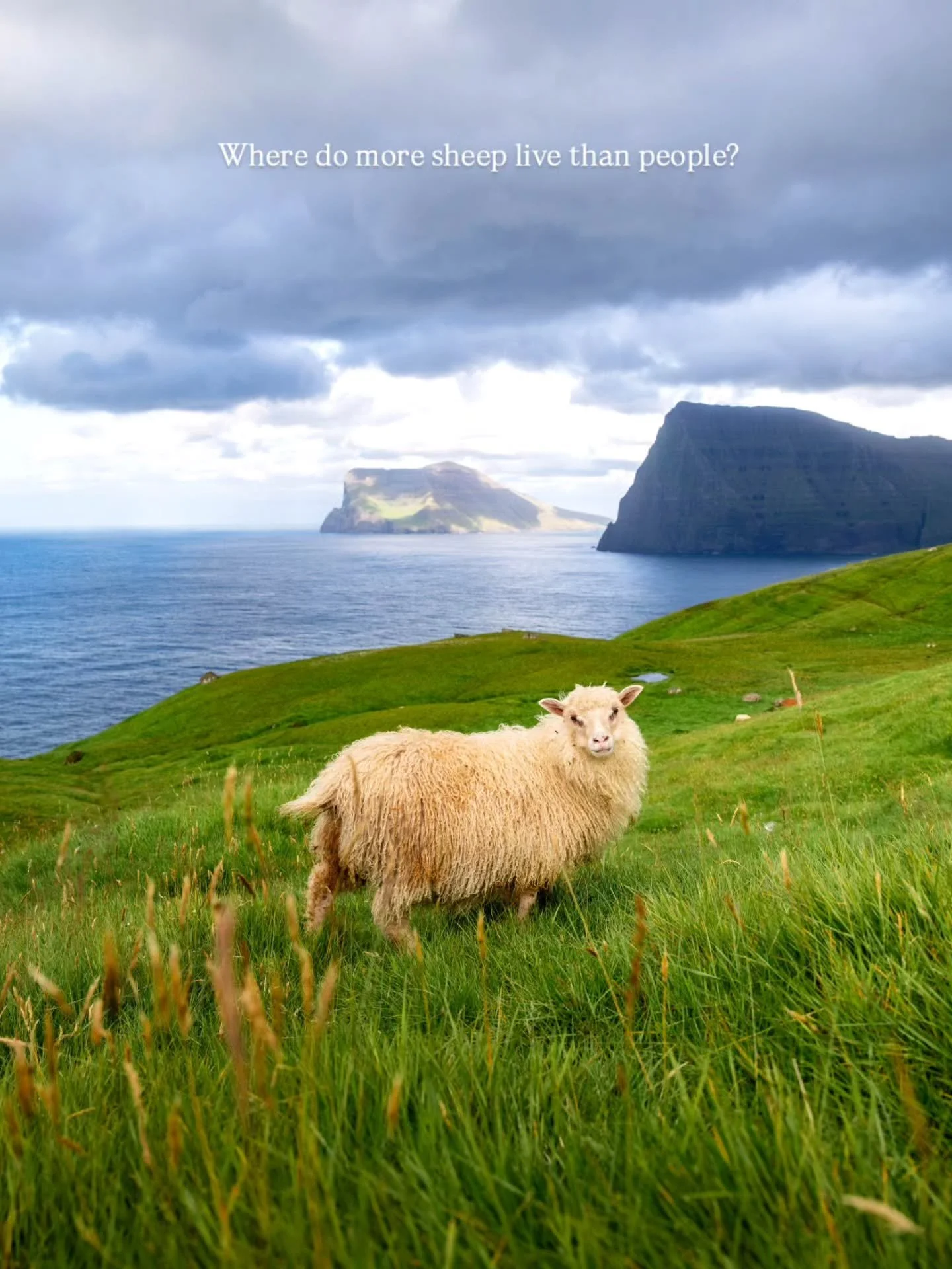 At a place where there are more sheep than people 🇫🇴⁠ The Faroe Islands are as rural as they are beautiful. And everywhere you go, you'll find sheep making their way through the wild islands 🐑⁠
⁠
🙋🏼&zwj;♂️ Follow @mitevisuals for more⁠
⁠
#kallur