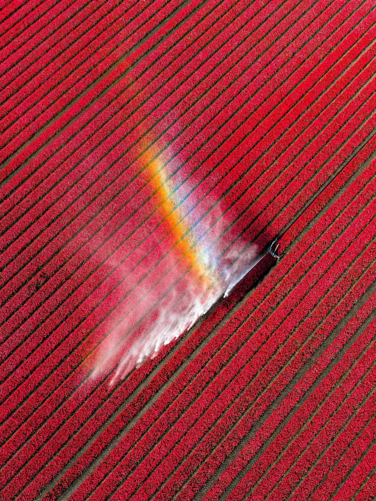 Vibrant fields and stunning views, The Netherlands really put on a show the last few weeks. Have you seen the fields this year? 🌷☀️⁠
⁠
#tulips #spring #windmill #thenetherlands #holland