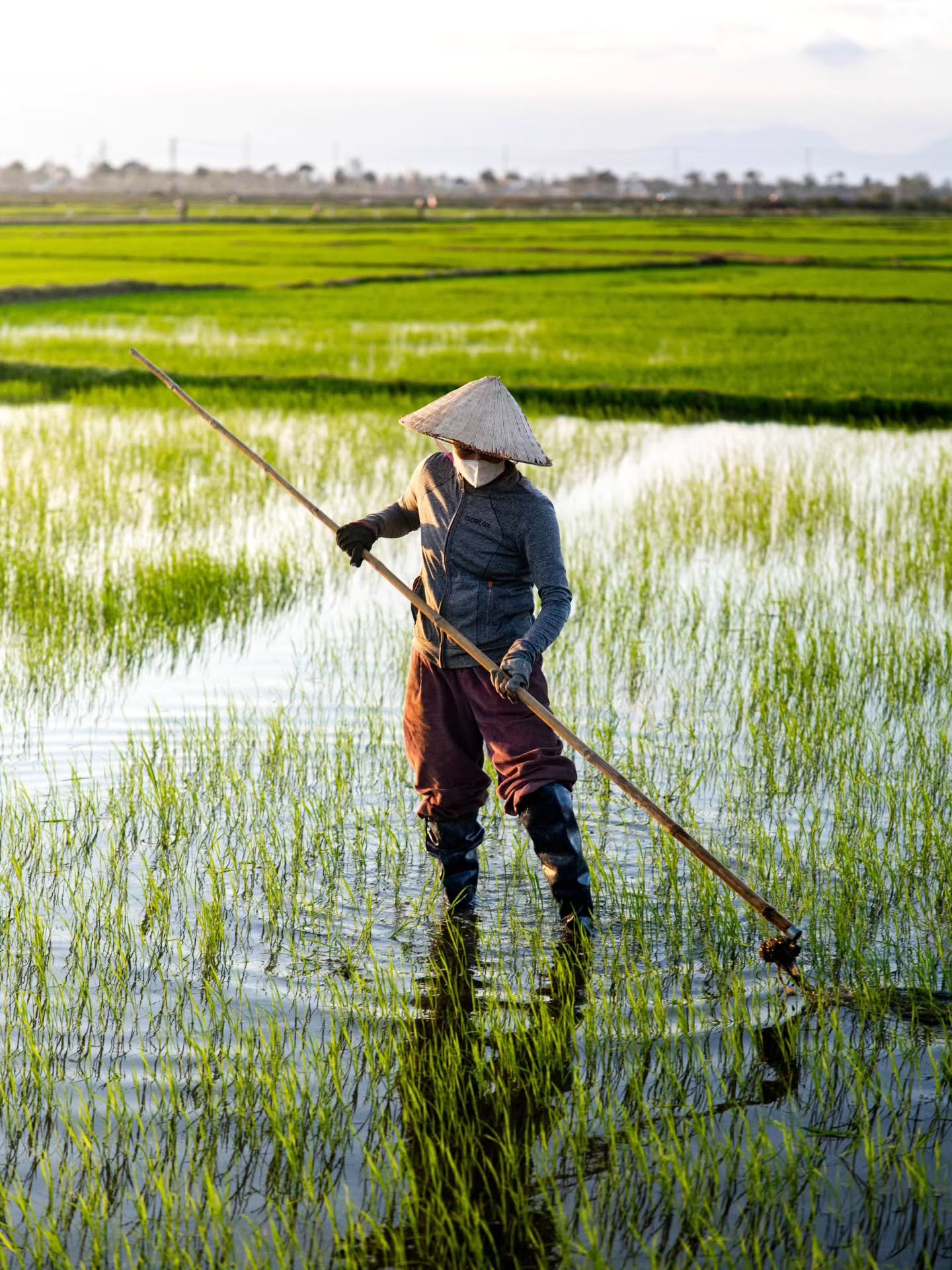 Working the rice paddies from sunrise to sunset 💪🏻🇻🇳⁠
⁠
#rice #farmer #vietnam #hoian #asia