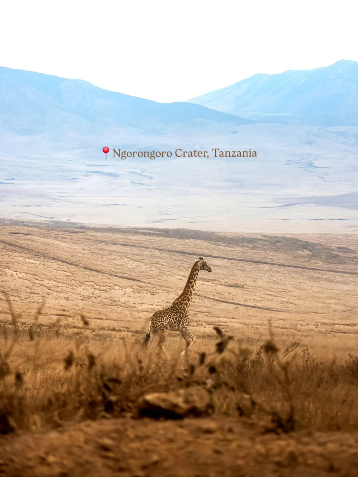 Into the wild in the Ngorongoro crater, Tanzania. A magical place where you can see the Big 5 in just one day 🇹🇿⁠
⁠
#tanzania #ngorongoro #africa #wildlife #big5