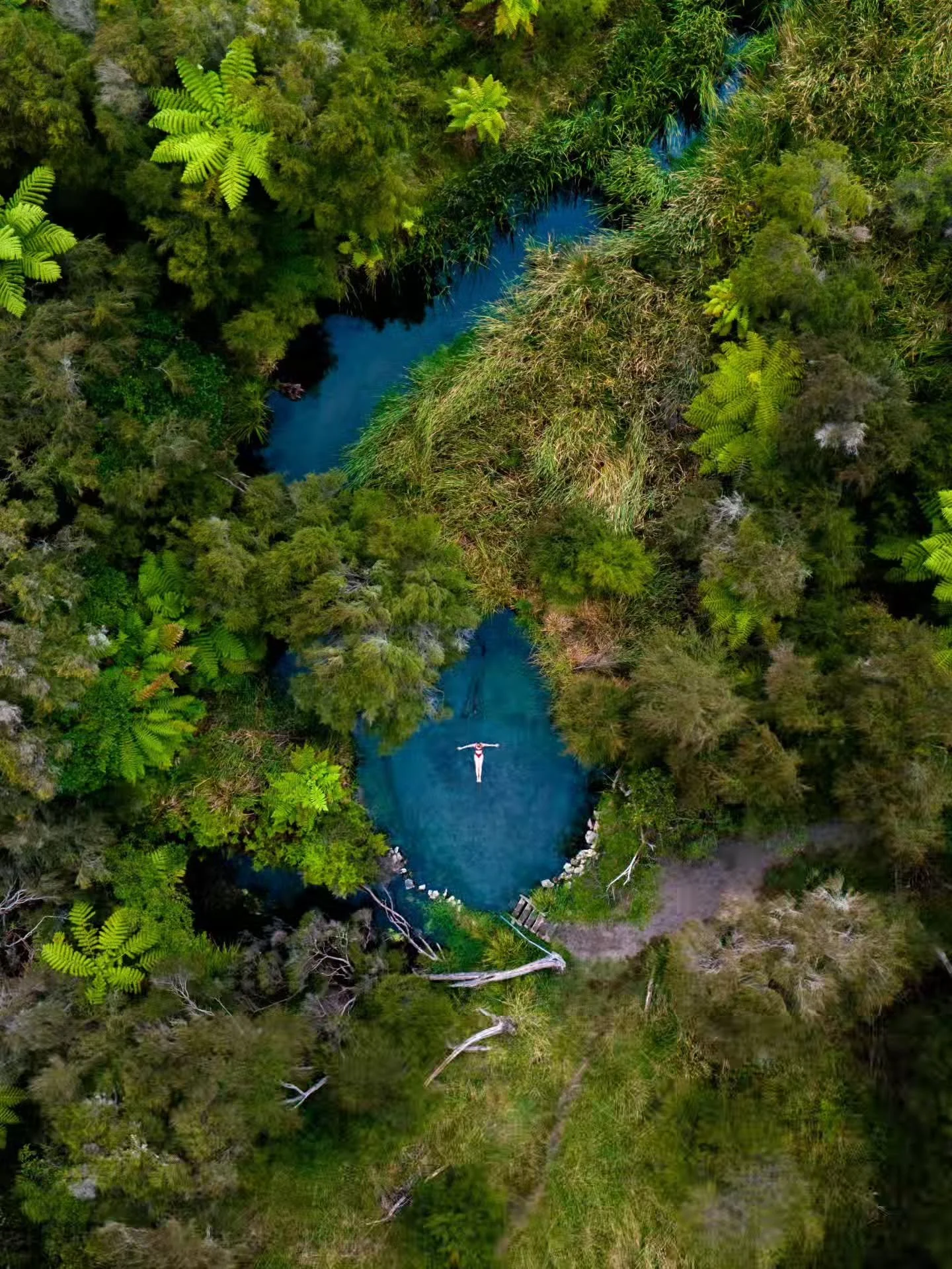 Natural Hottub ♨️ Imagine walking past a small pool in the middle of the forest and finding out the water is hot?! Welcome to the area of Rotorua on the Northern island of New Zealand, where random places are heated by volcanic activity pushing its h