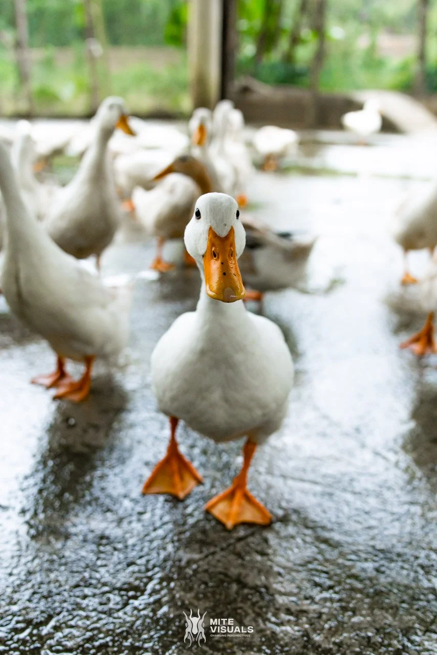 Stray Vietnam web @mitevisuals-268.jpg