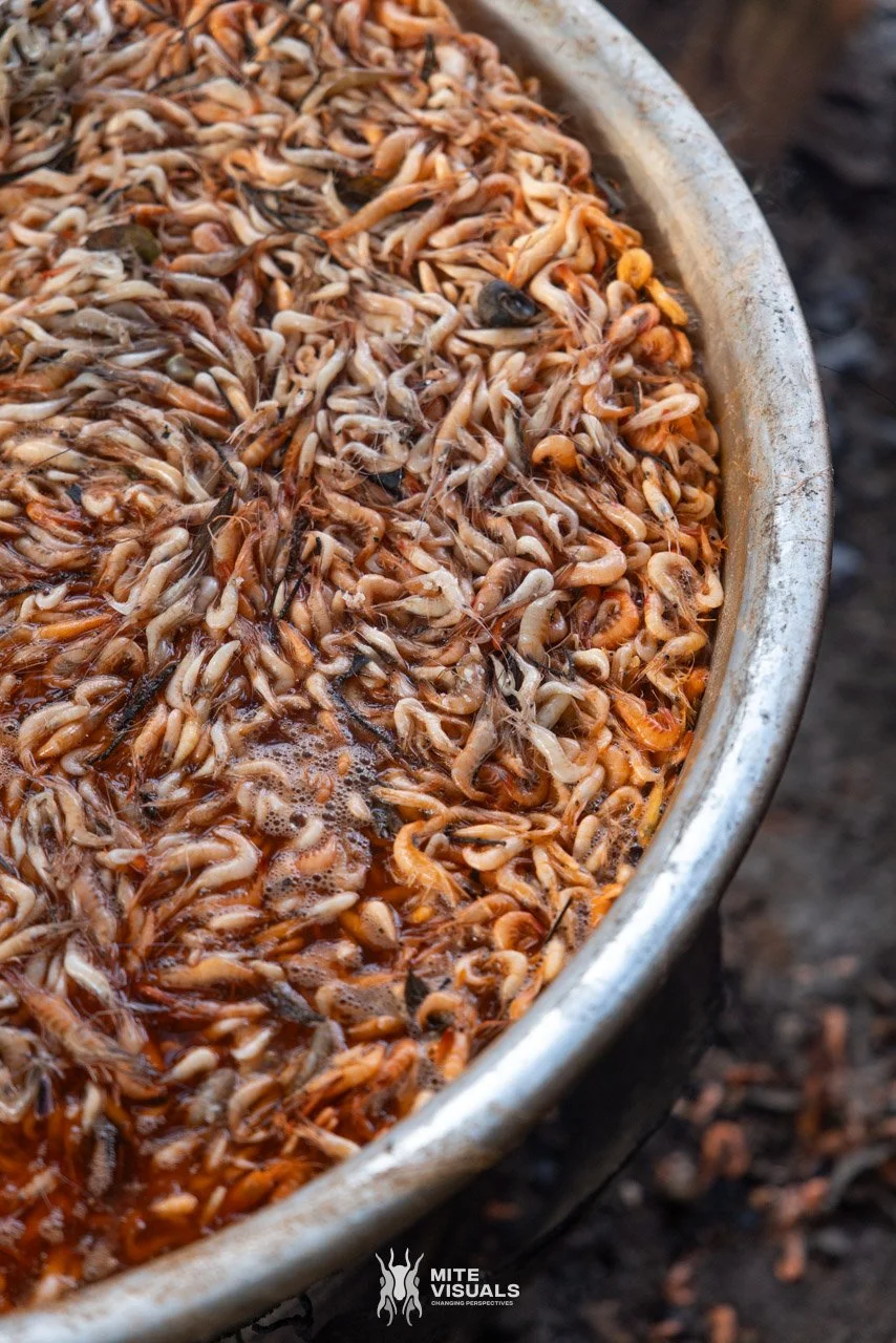 Cambodia 2026 web - Mite Visuals-89.jpg