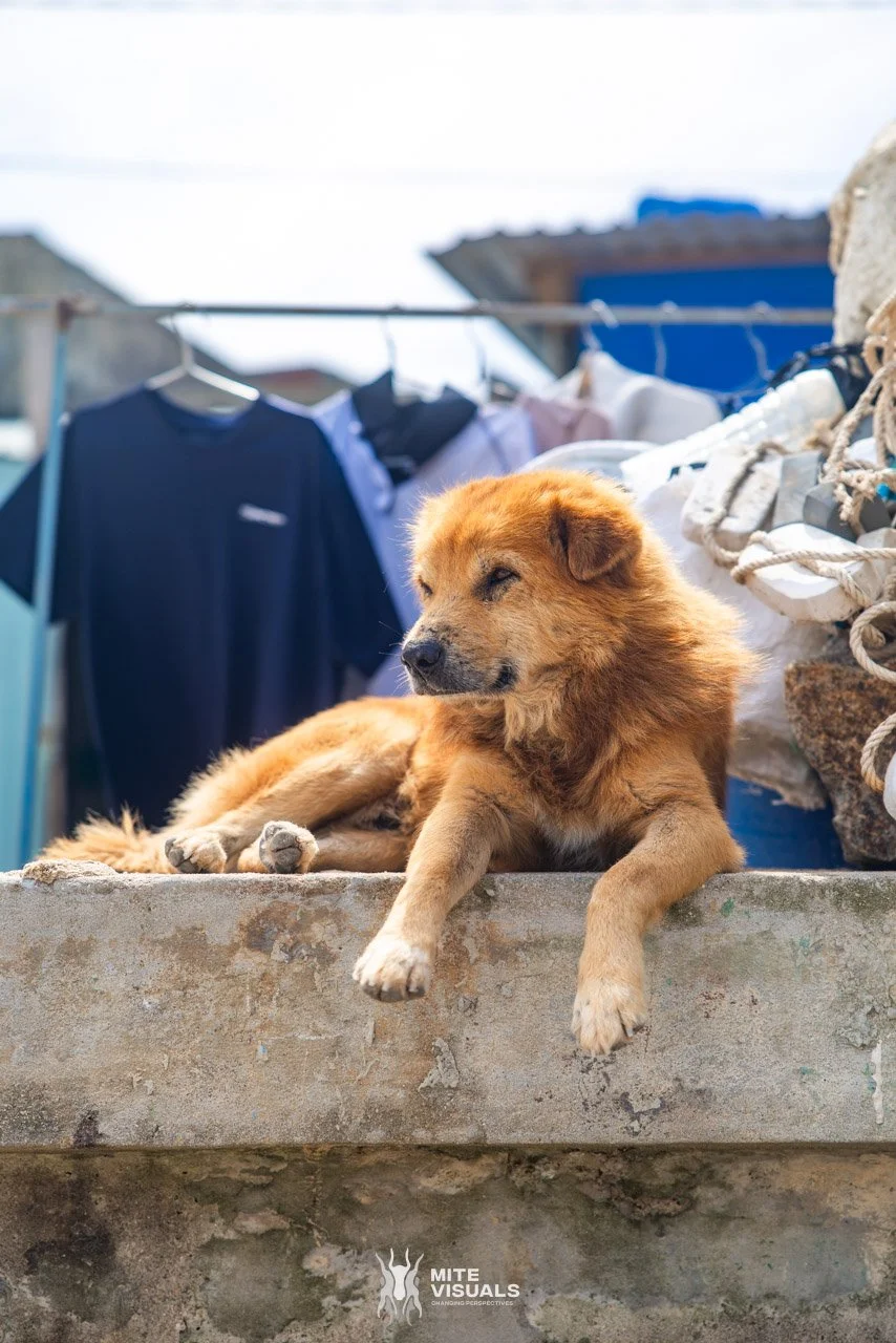 Stray Vietnam web @mitevisuals-635.jpg