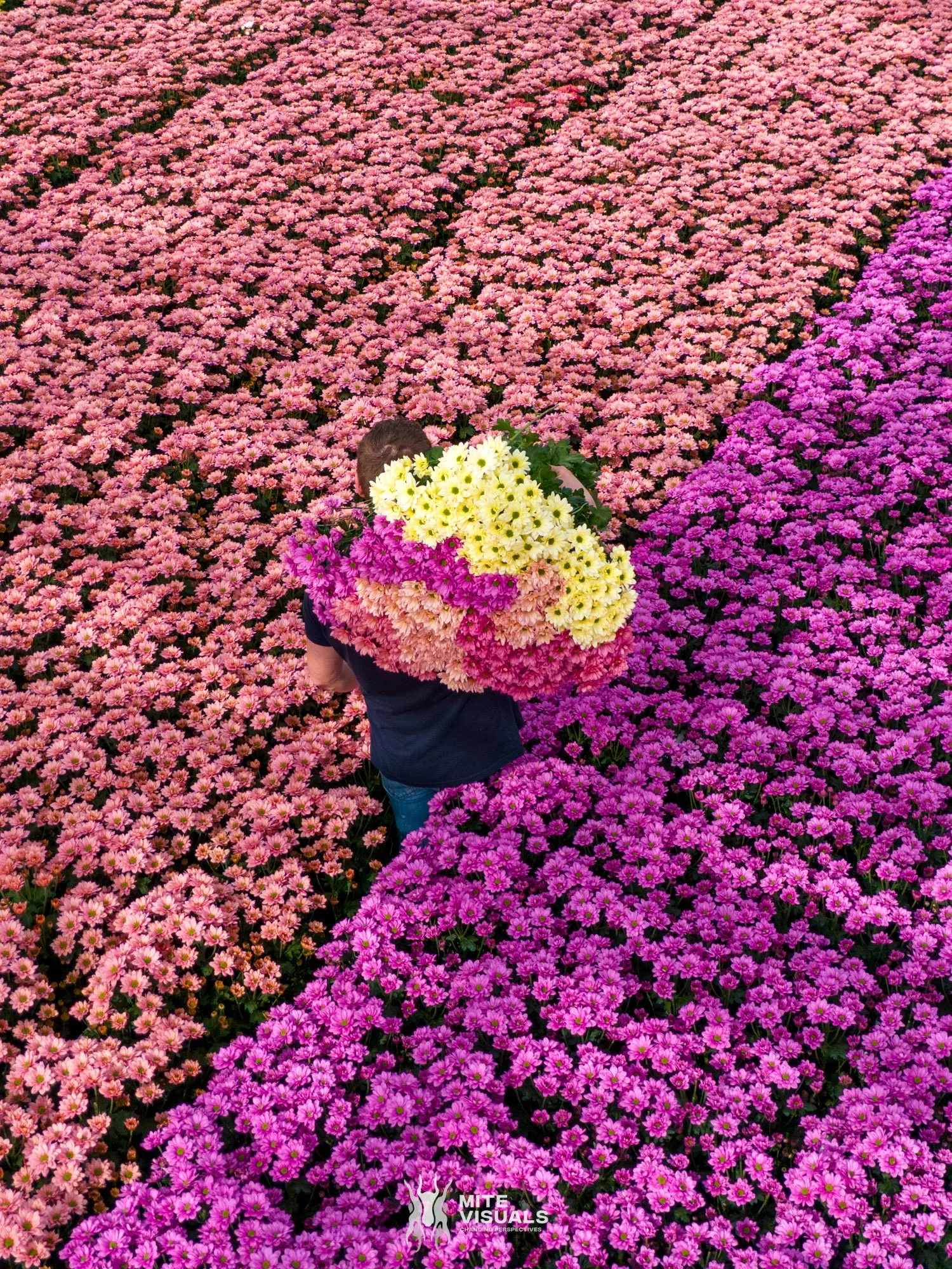 Dekker Chrysanten Resq - Mite Visuals web.jpg