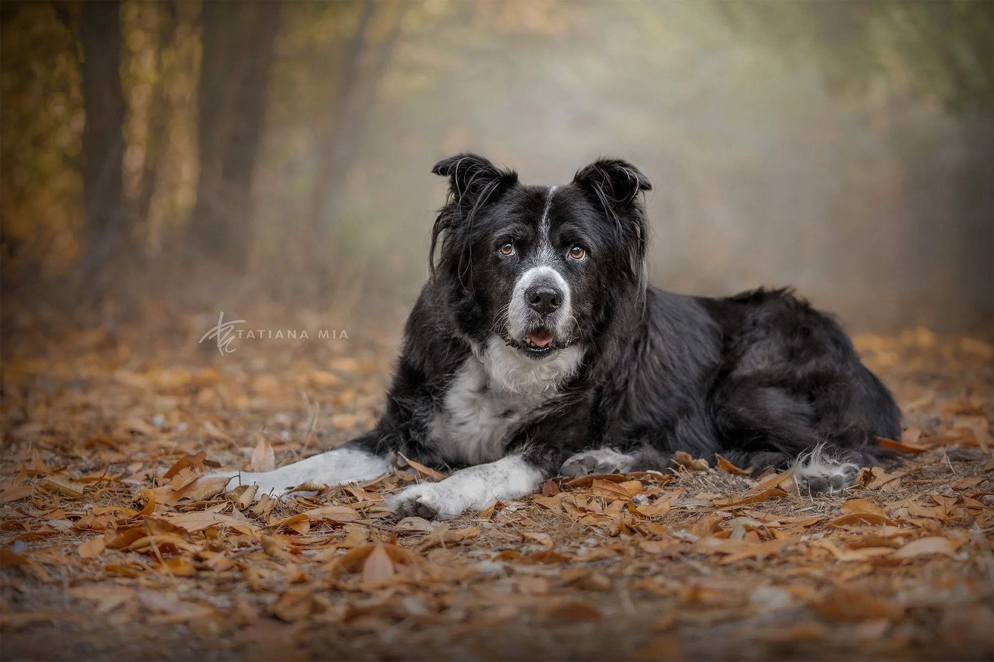 PET PORTRAITURE