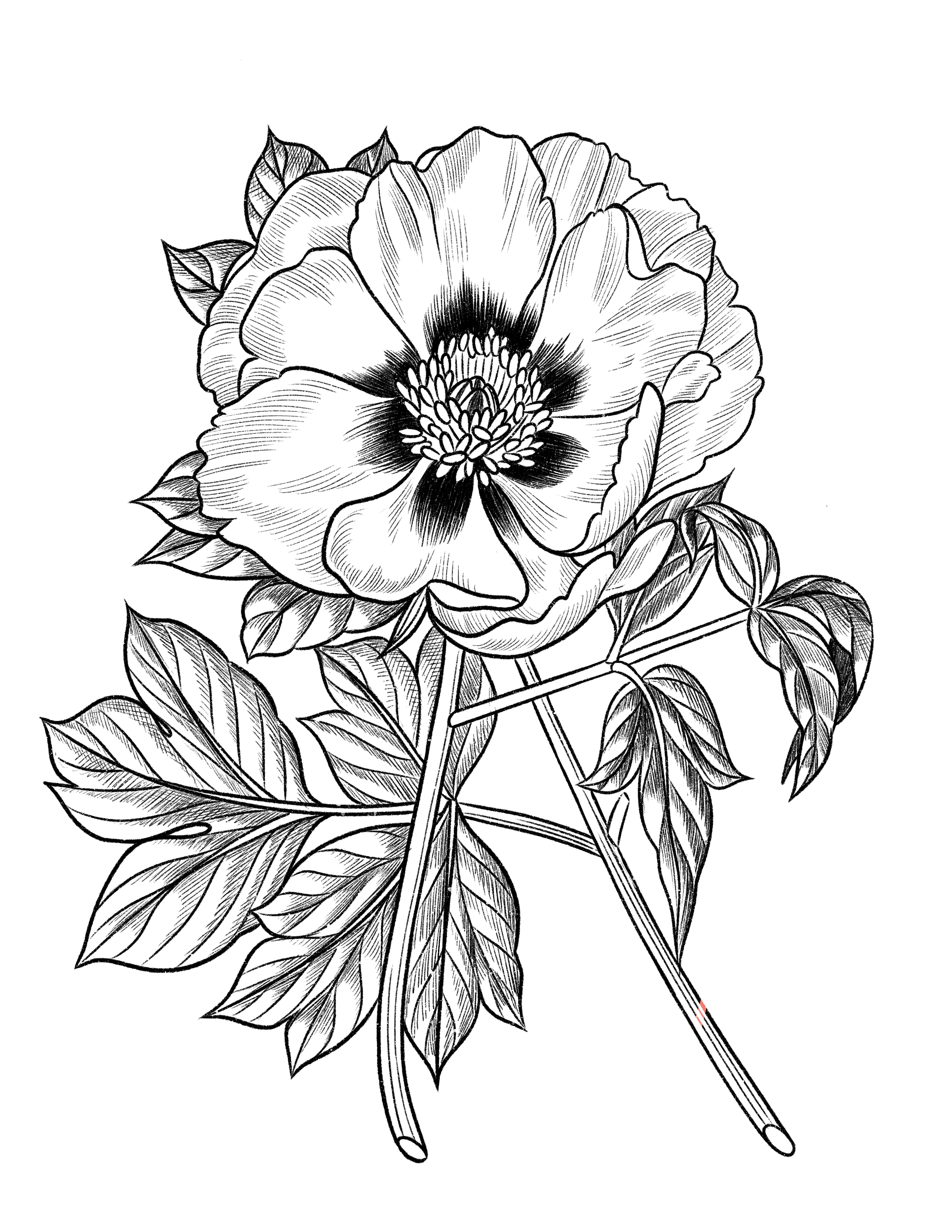 Untitled_Artwork 39.PNG