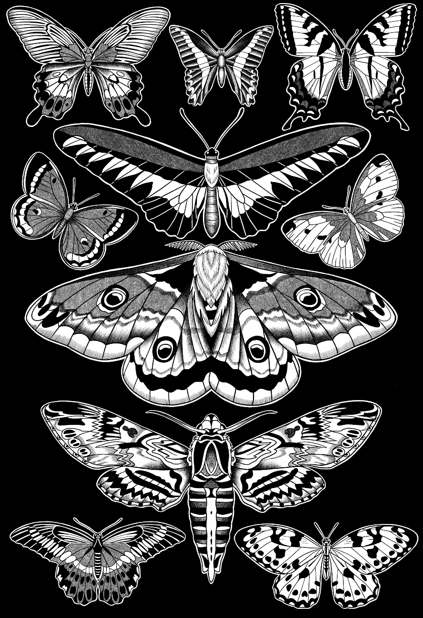 buttfly13by9.png