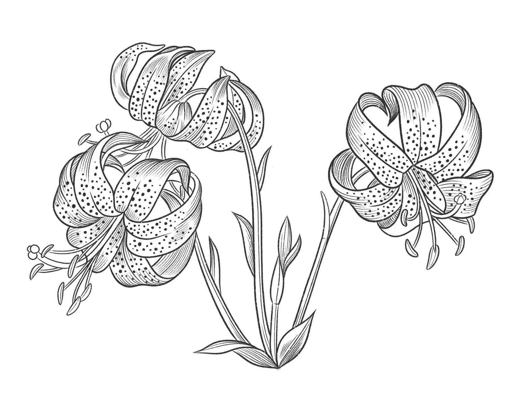 Untitled_Artwork 5.JPEG