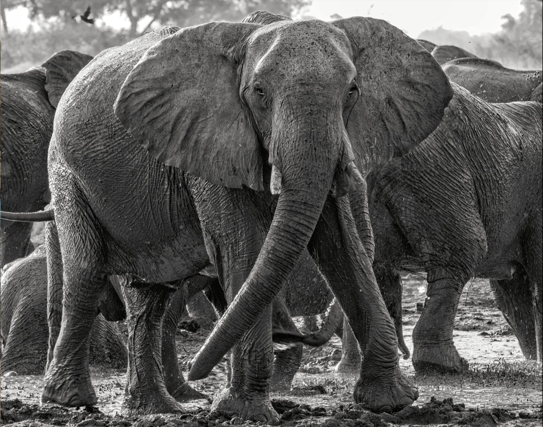 Wild Elephants photographed in the Okavango Delta by Artist Elaine Ford during dry season.