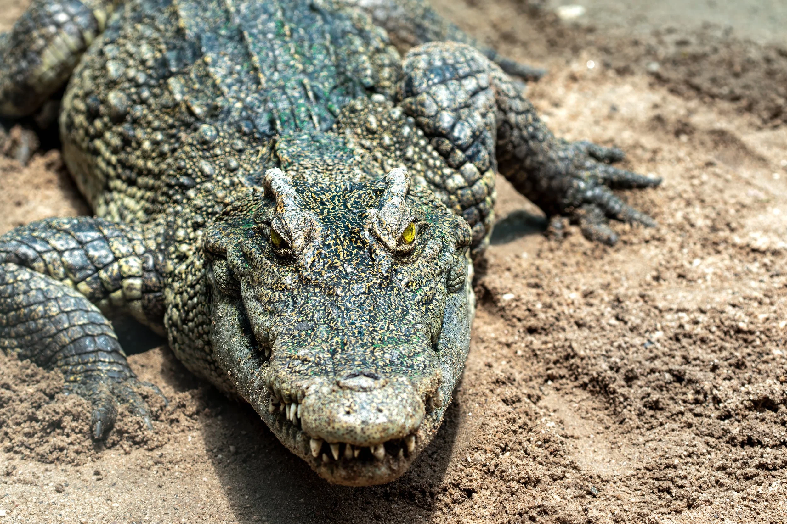 Siamese crocodile (Crocodylus siamensis), critically endangered species in conservation programme in Cambodia.
