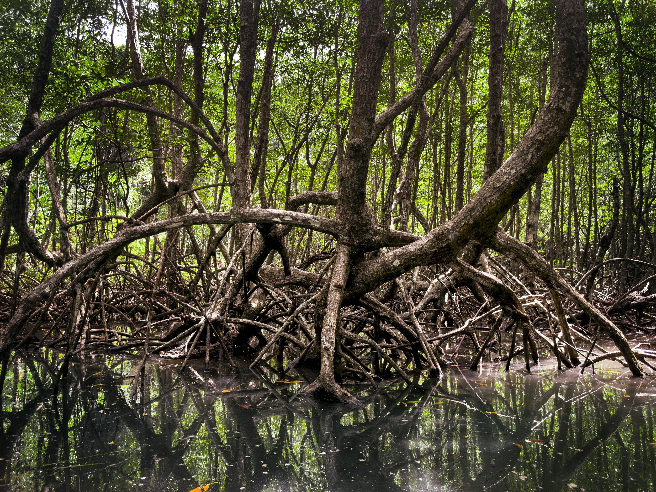 Mangrove field notes