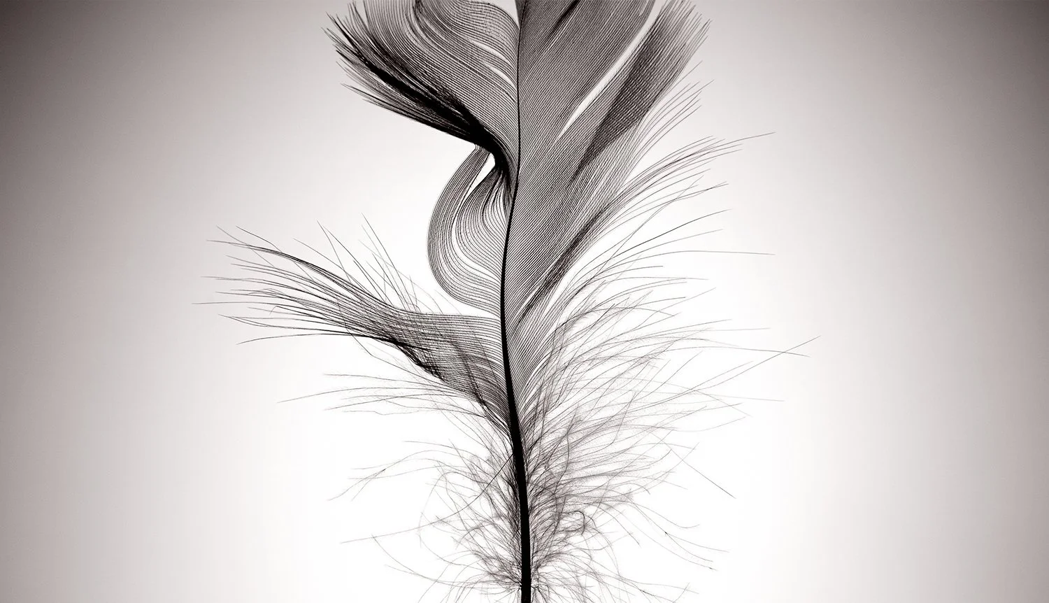 feather.jpg