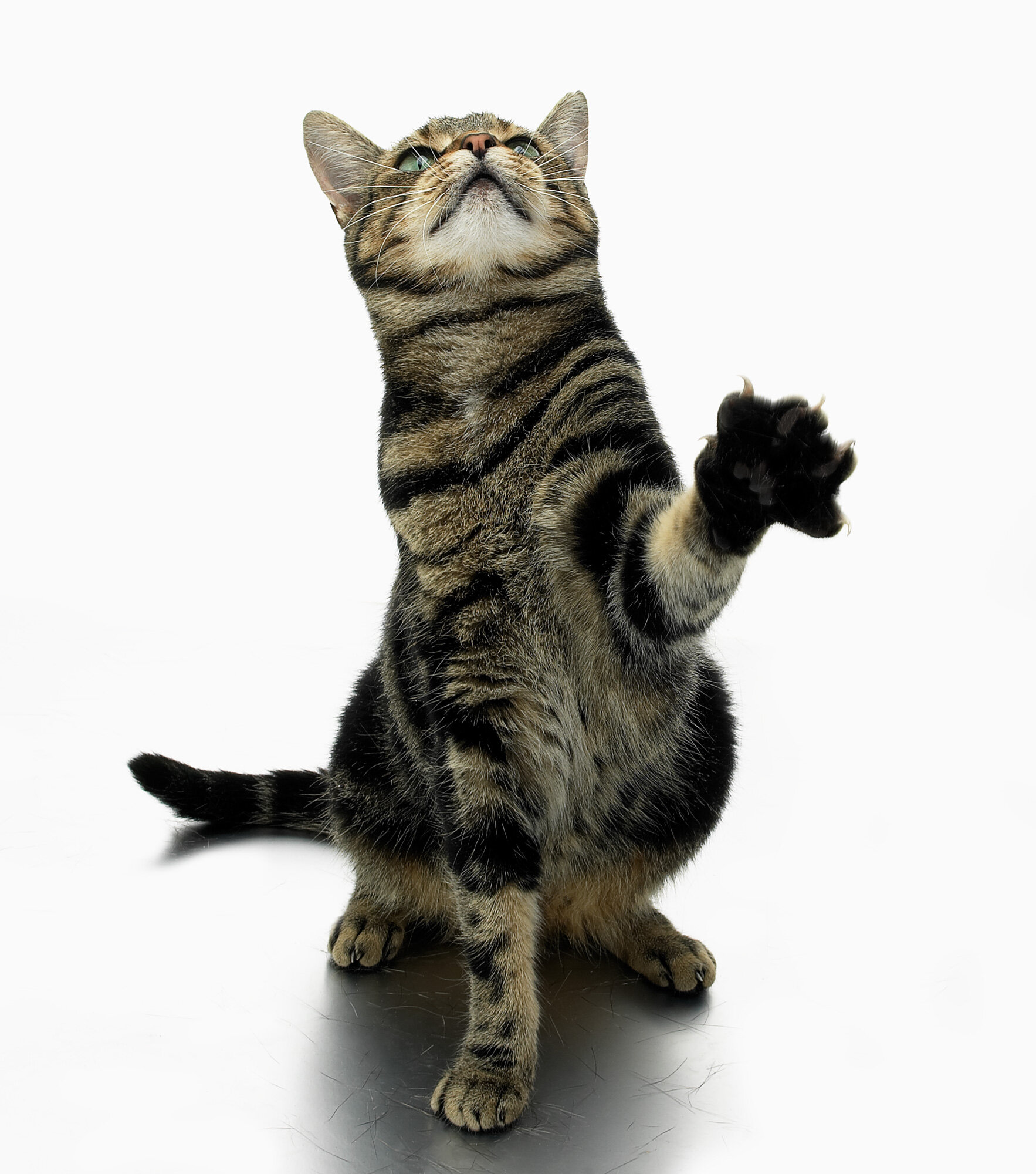 Sitting-cat.jpg