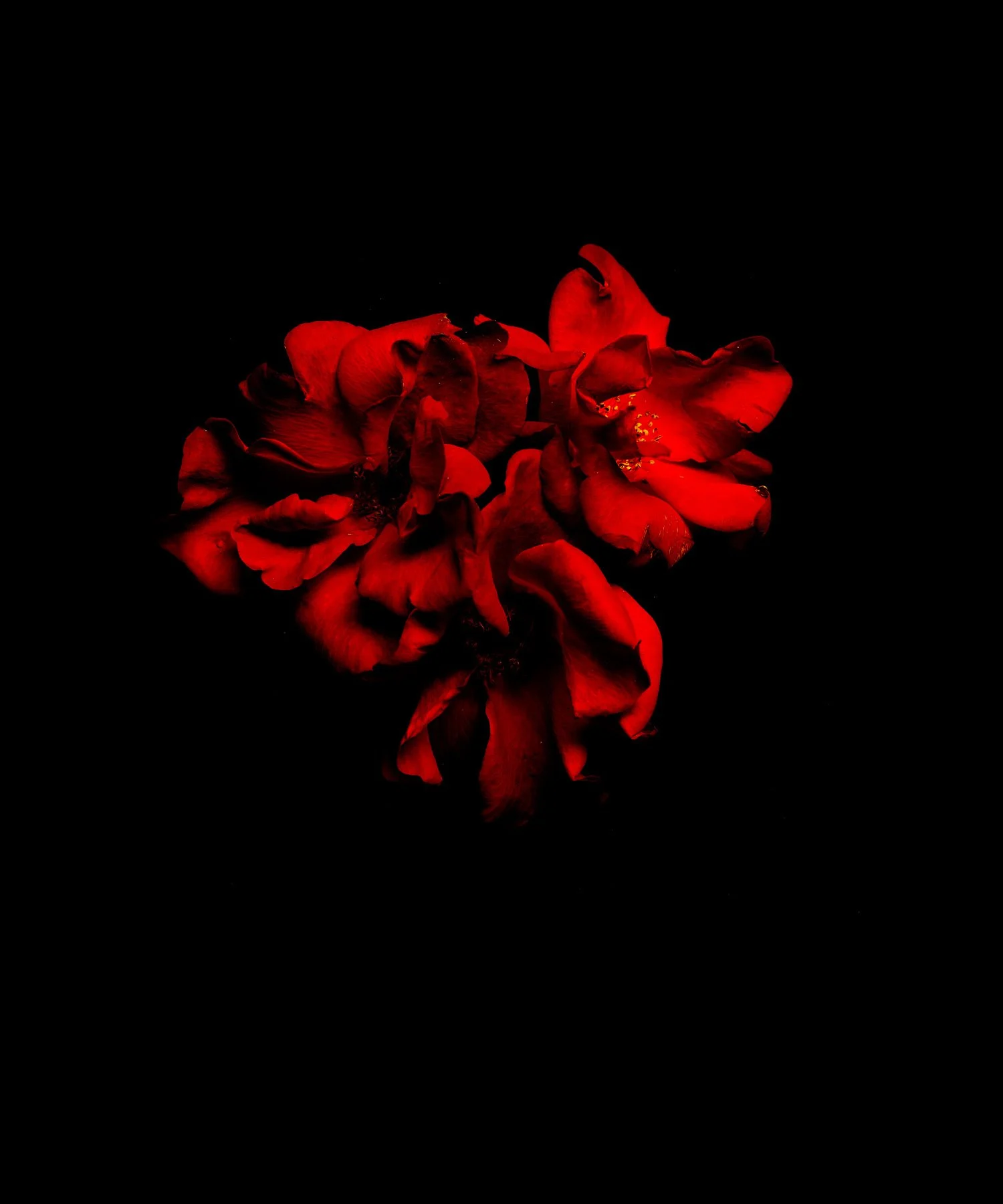 Falling-roses2D.jpg