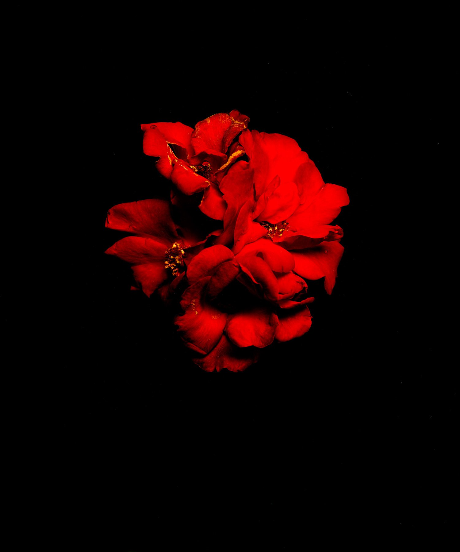 Falling-roses11B.jpg