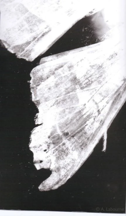 Moth Repeated