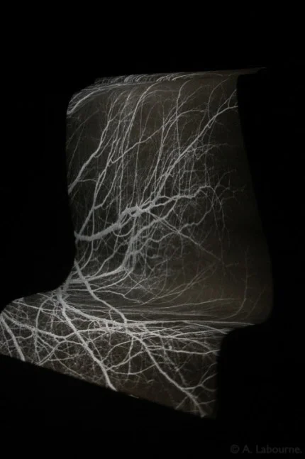 Photographic negative projected