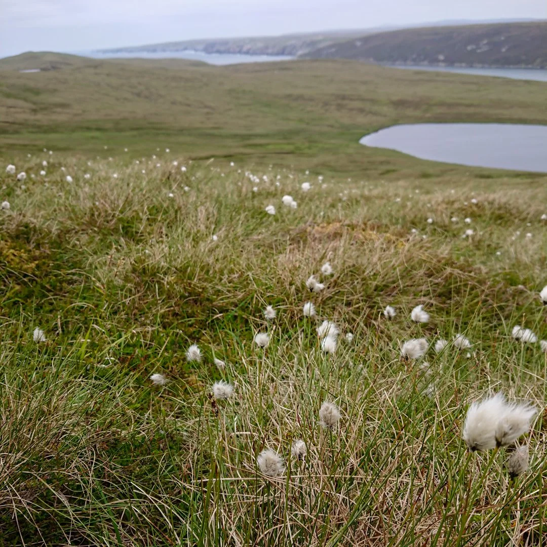 Upcoming exhibition in Yell, Shetland