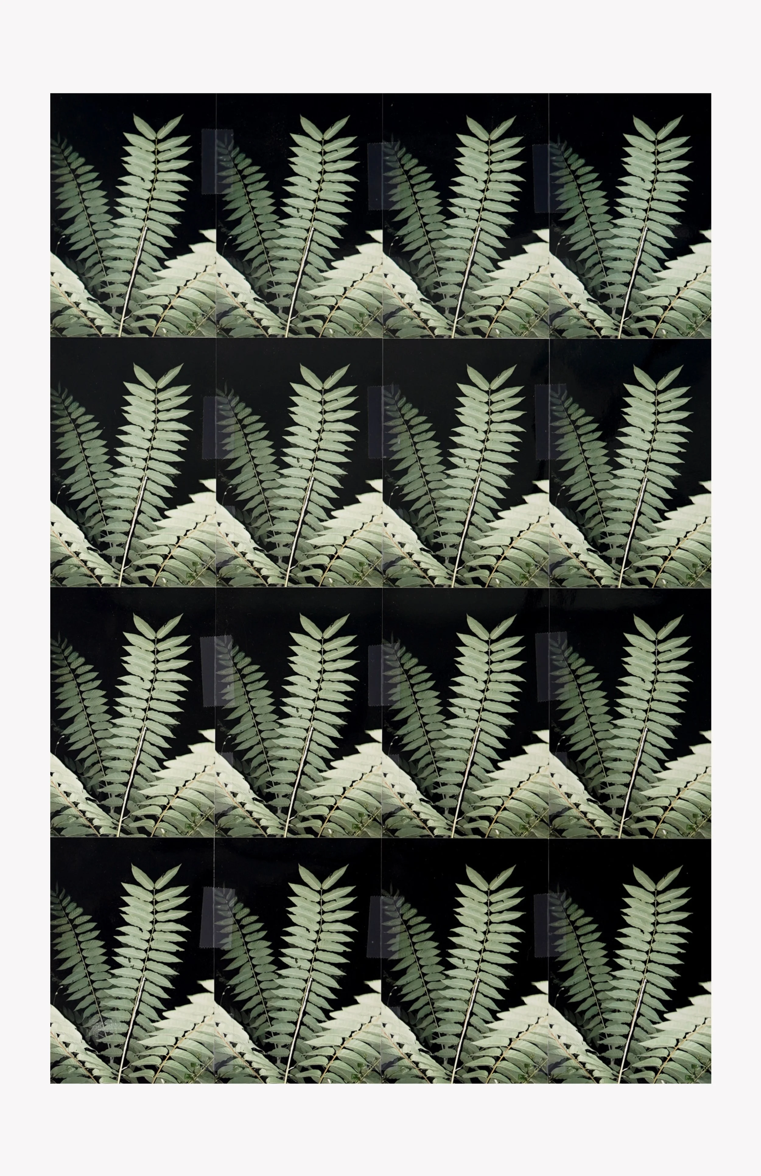 Matthew Schrader, "Ailanthus", 2021, C-prints, tape, 16 x 24 in