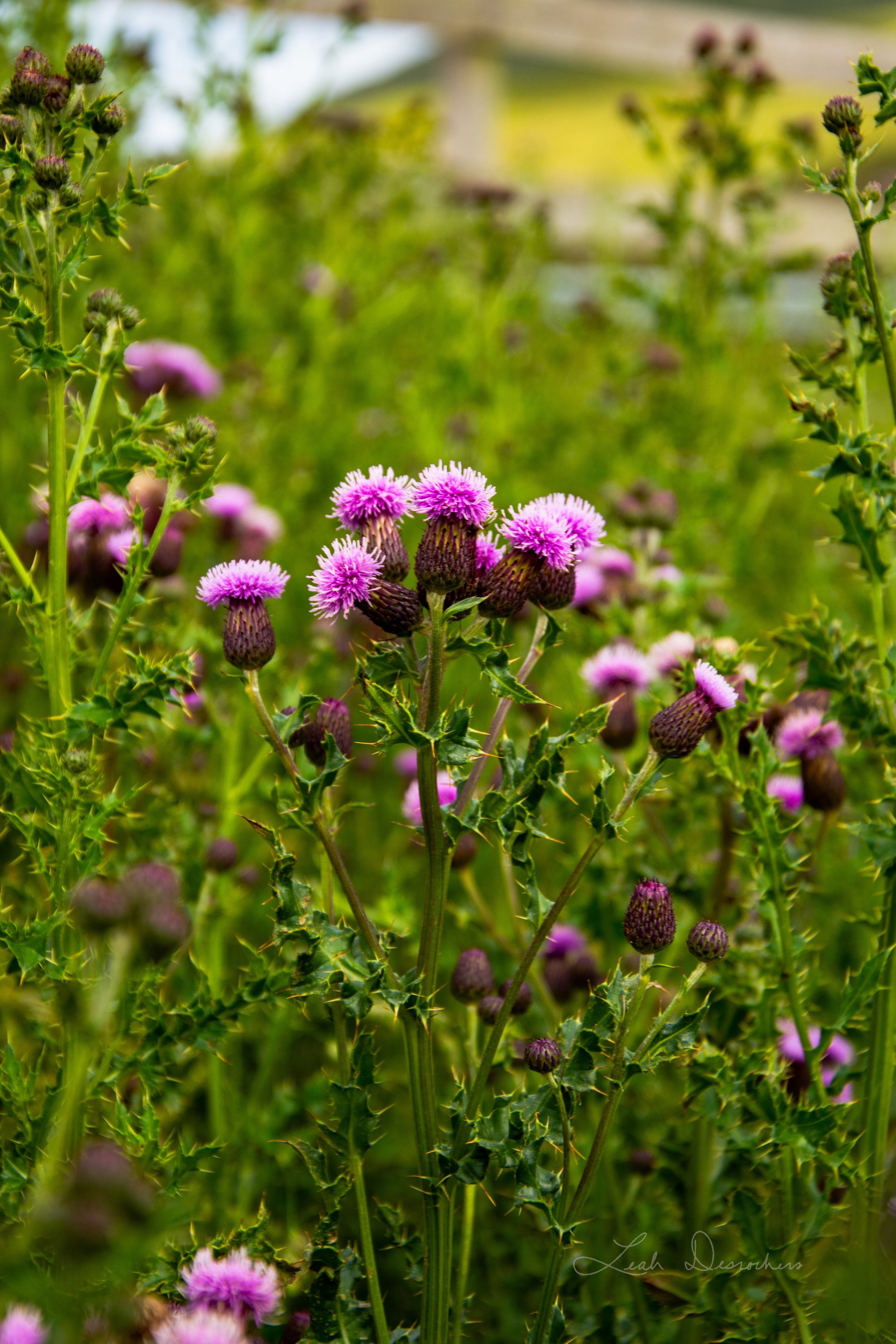 Scotland.10