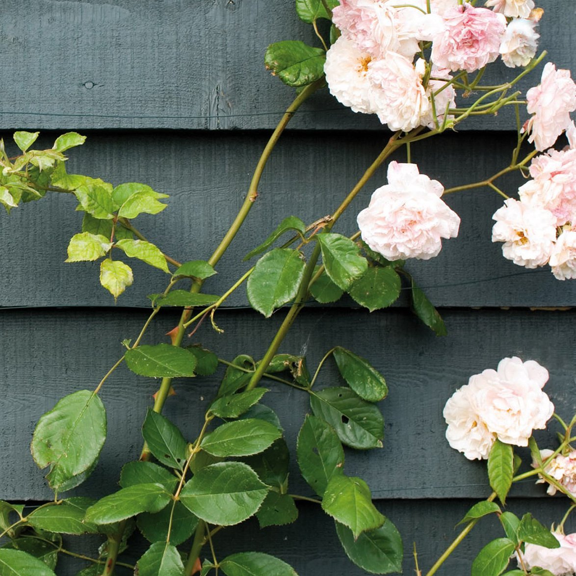 Rose-Wall.jpg