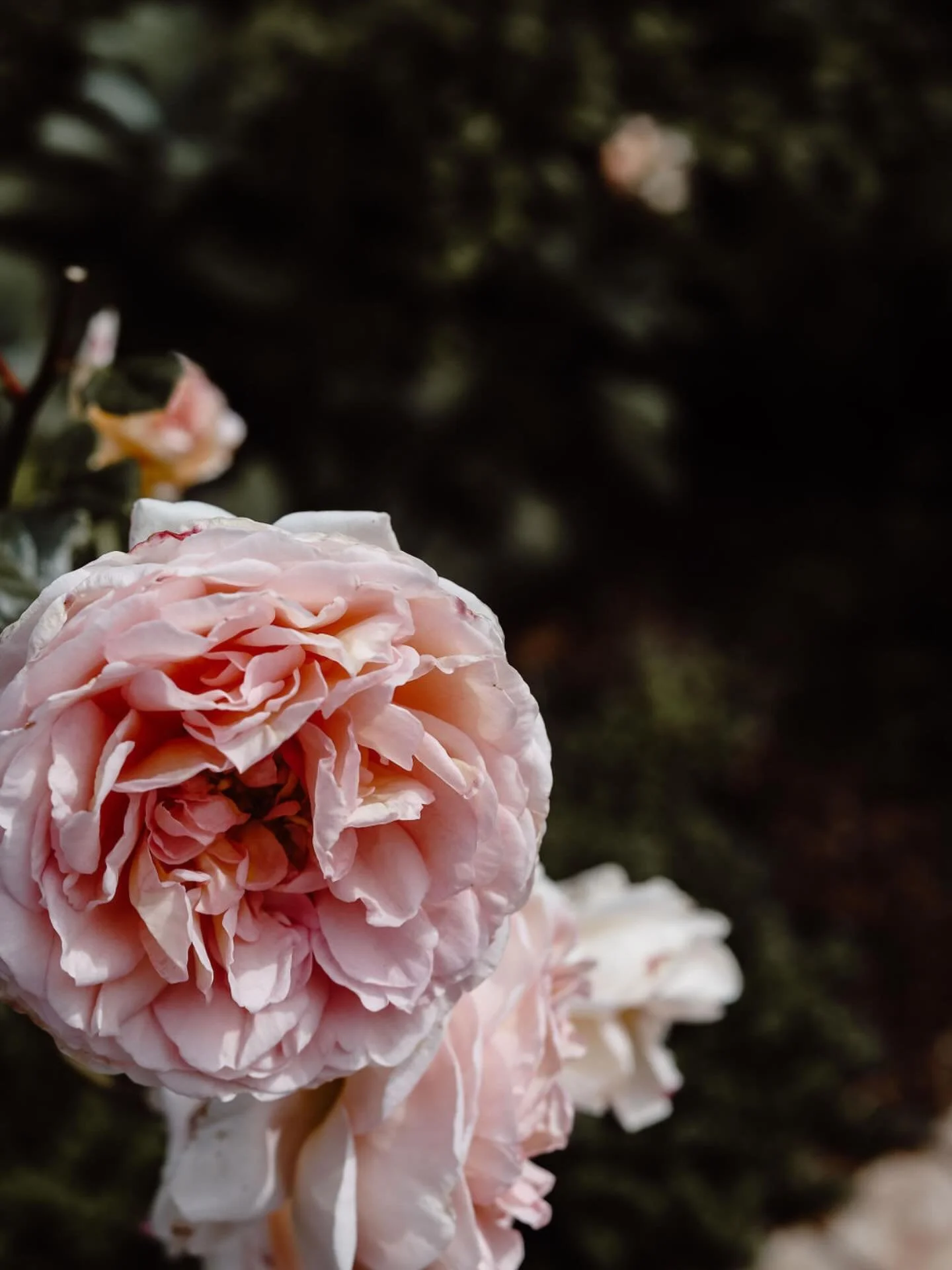 In memory of David J.C Austin, Chairman of  David Austin Roses , who died earlier this week.  His legacy to horticulture was profound and will be long remembered in so many gardens around the world. 

This is one of my favourite  David Austin roses t