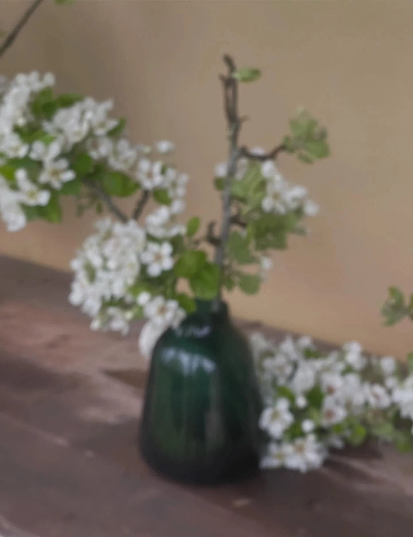 This is the blossom from our Pear tree - we believe it&rsquo;s one of the oldest plantings here at Ceres Homestead. 

Planted by the original owners Thomas and Joanna Bath, the Pear tree is a remnant planting of the once thriving orchard.  History su