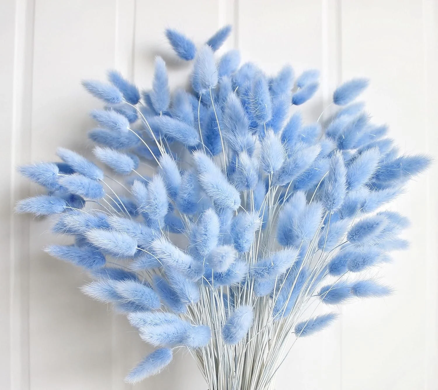 Dried Pampas