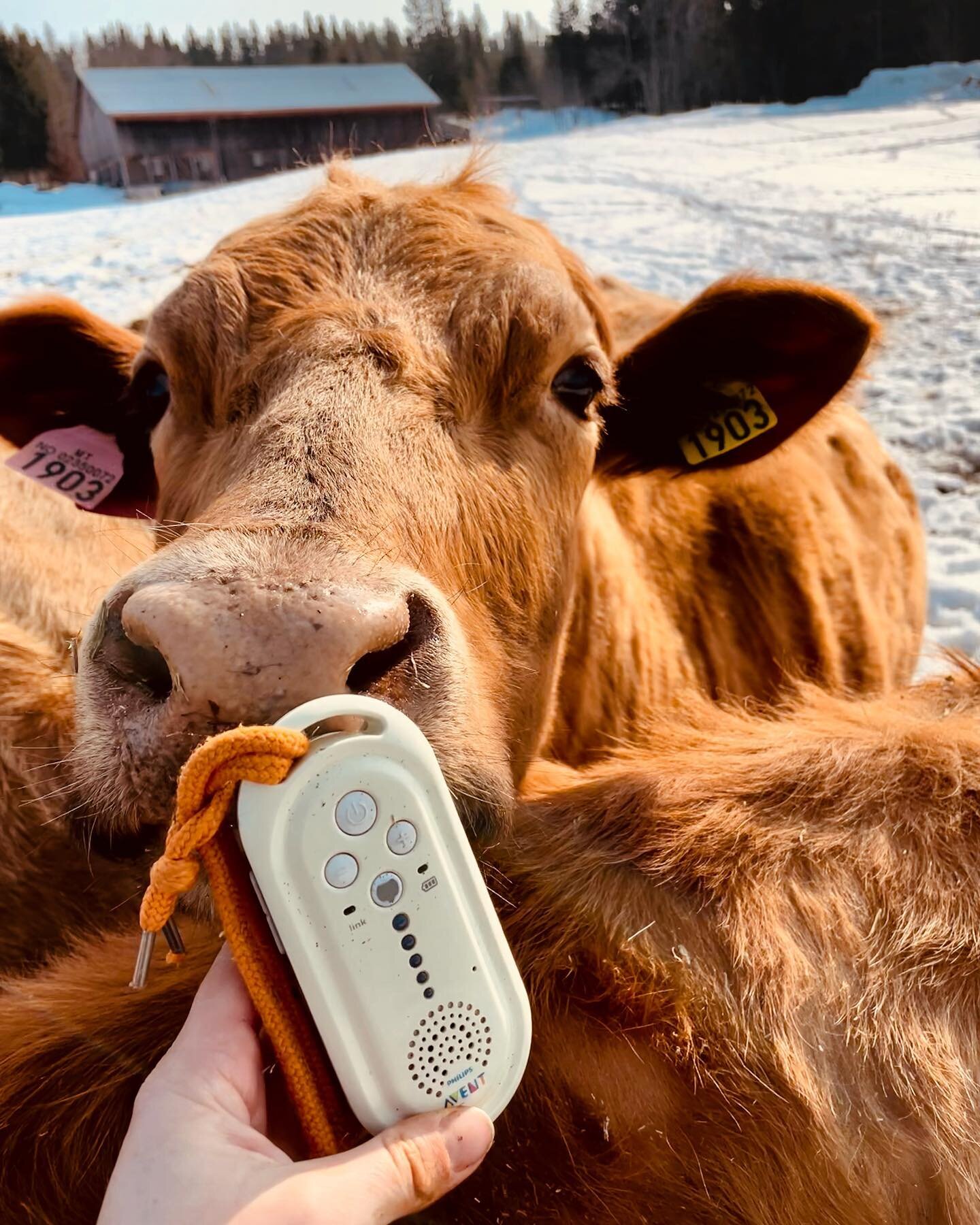 N&aring;r babyen sover m&aring; mor stelle kyr 🐮👶🏻 

#livetp&aring;landet #ungbonde #norgetrengerbonden #kvinnebonde #tobarnsmor #ku #d&oslash;lafe