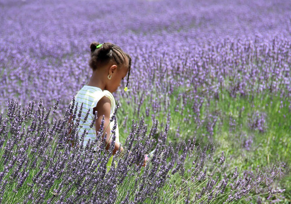 Photo Trip #18: Lavender Fields Forever