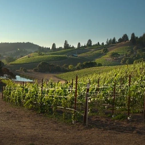 Producer Visit: Rhys Vineyards