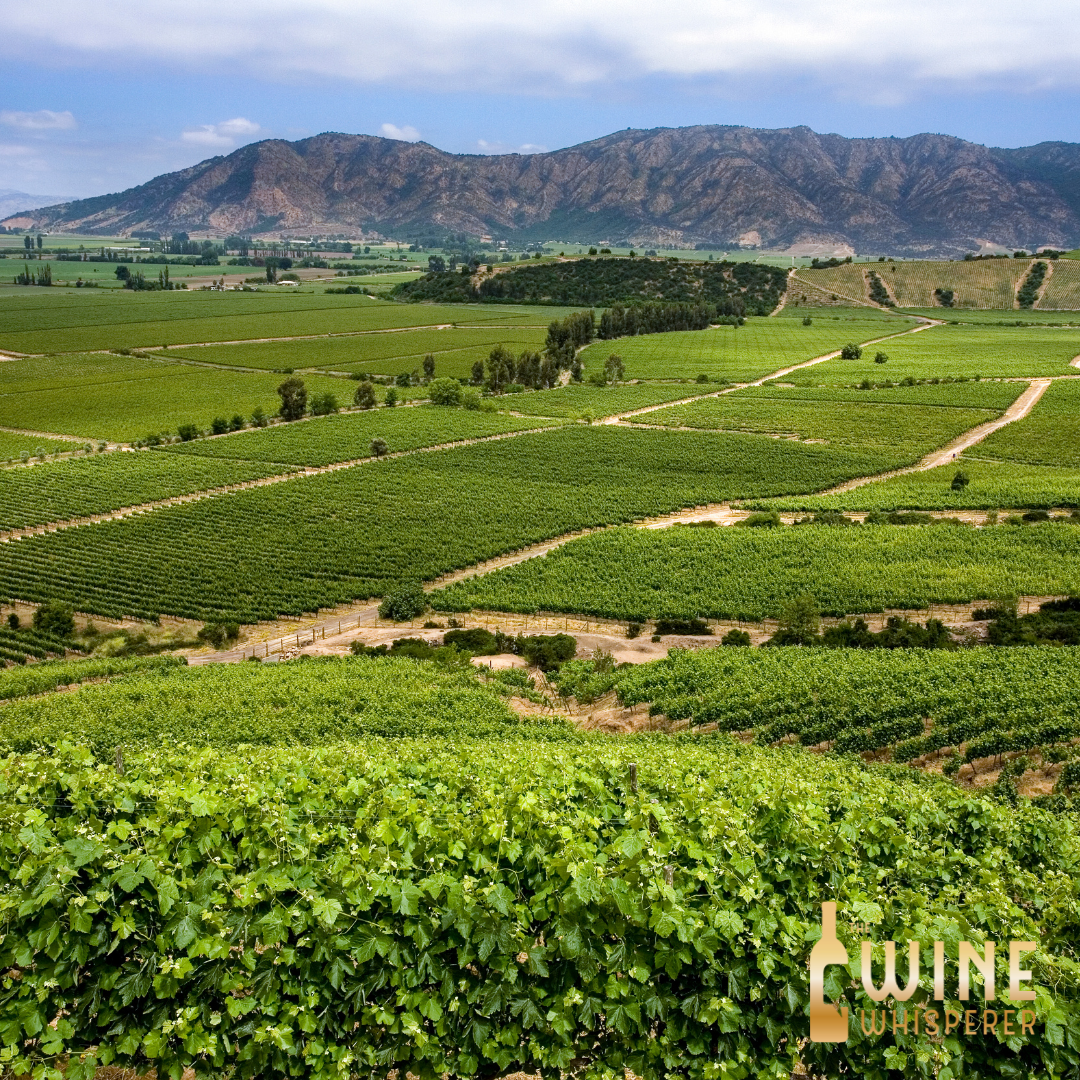 Wine Class: Chasing Chile