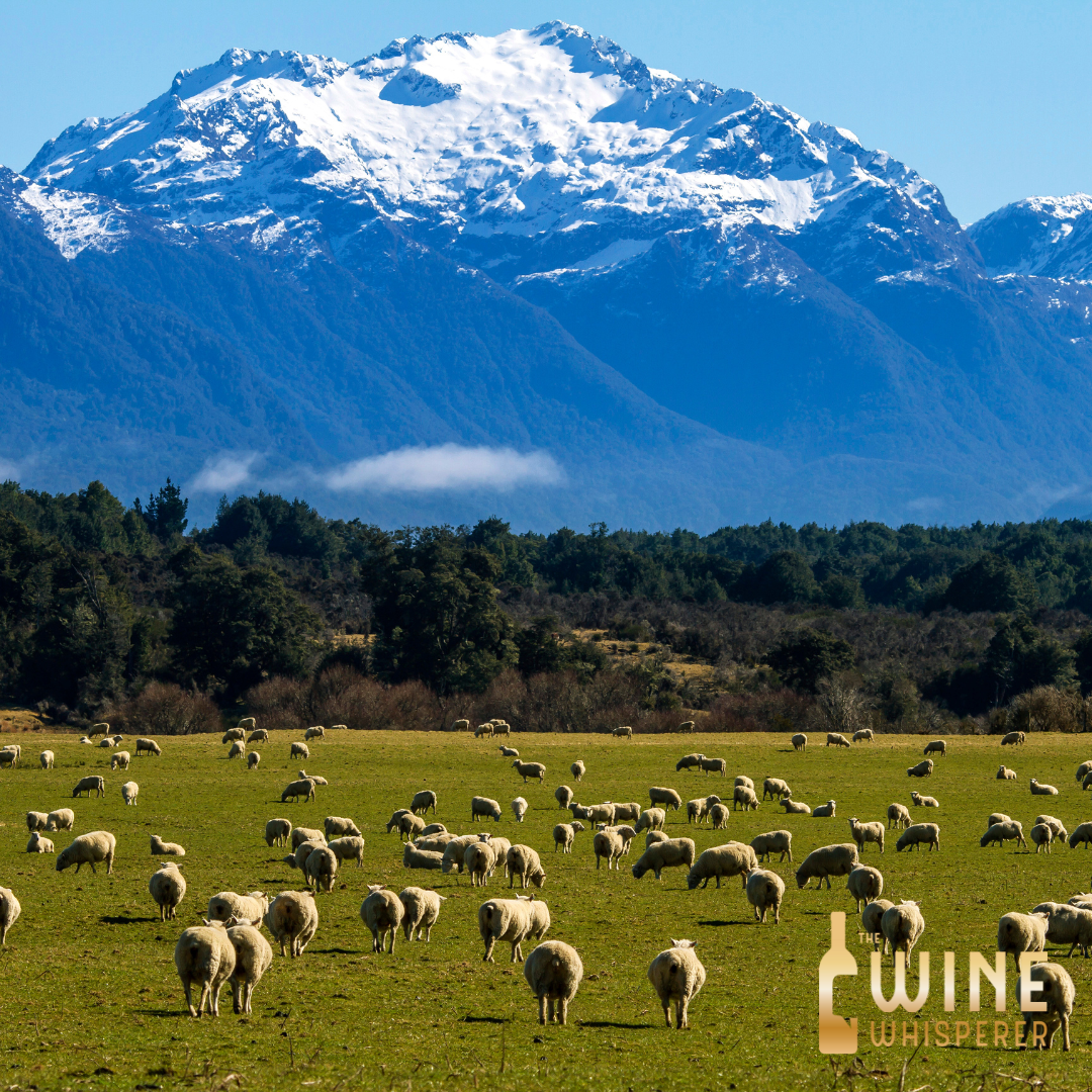 Wine Class: Keeping up with the Kiwis