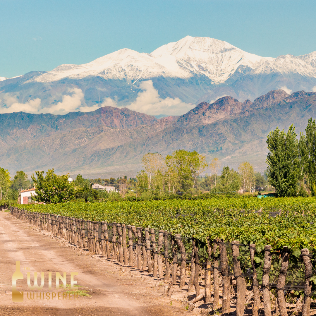 Collector Tasting: Mendoza Madness