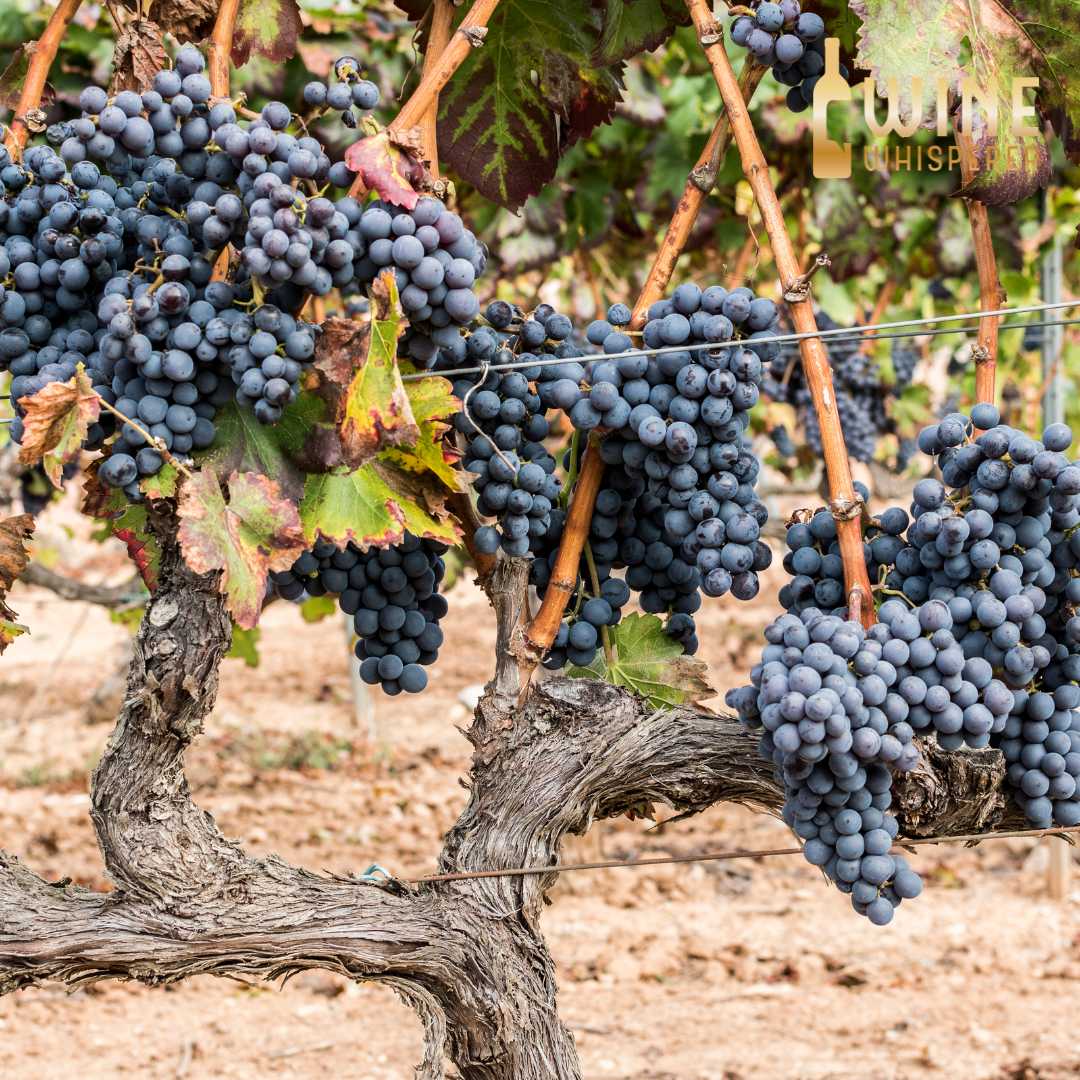Collector's Tasting: Grenache - The Grape of Many Names and Places