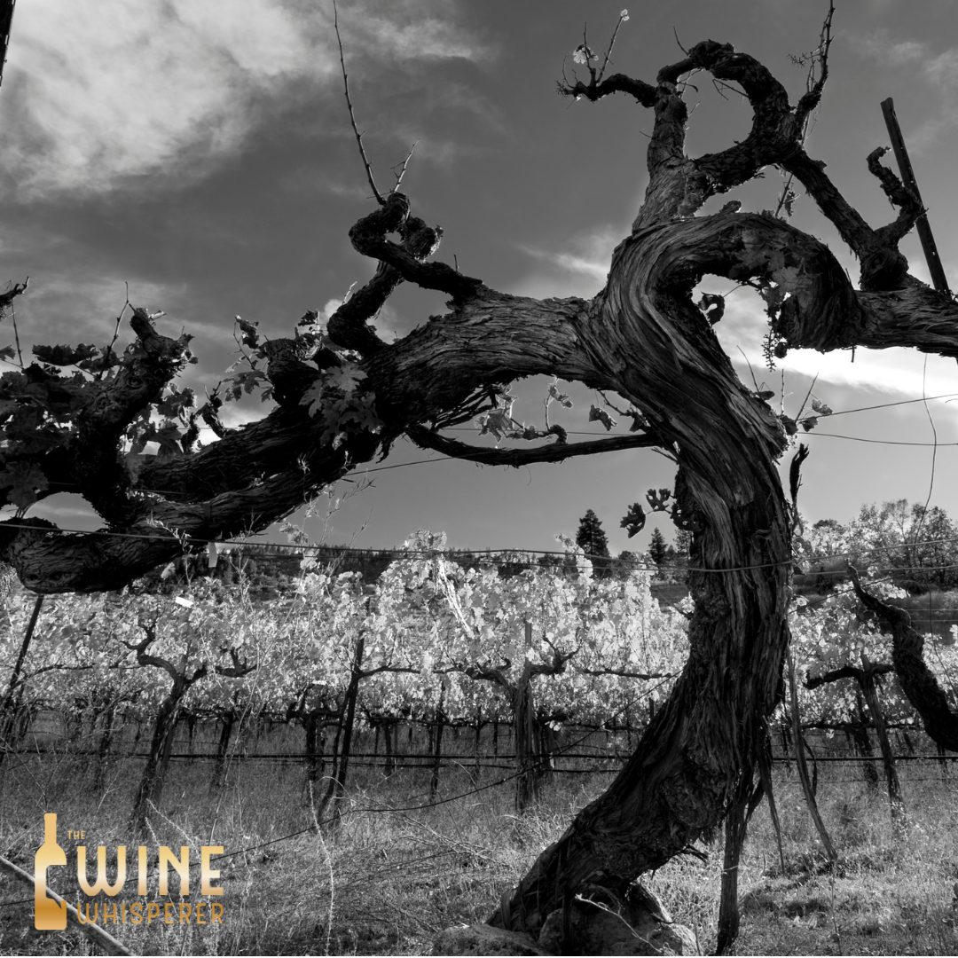 Collector's Tasting: Old Vine Wine