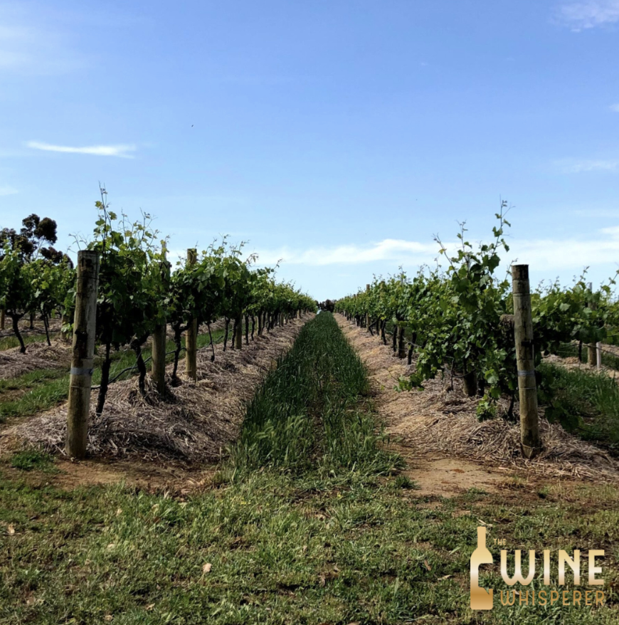 Intensive Tasting: Legends