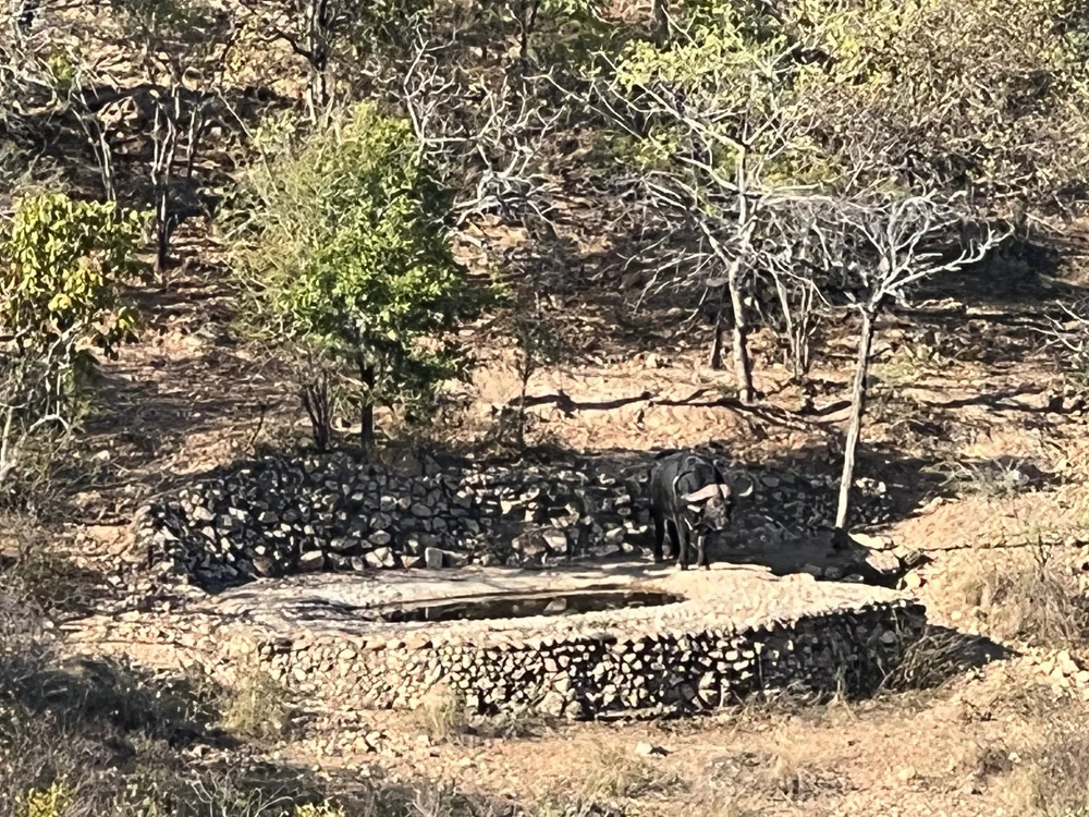 Buffalo at the watering hole.
